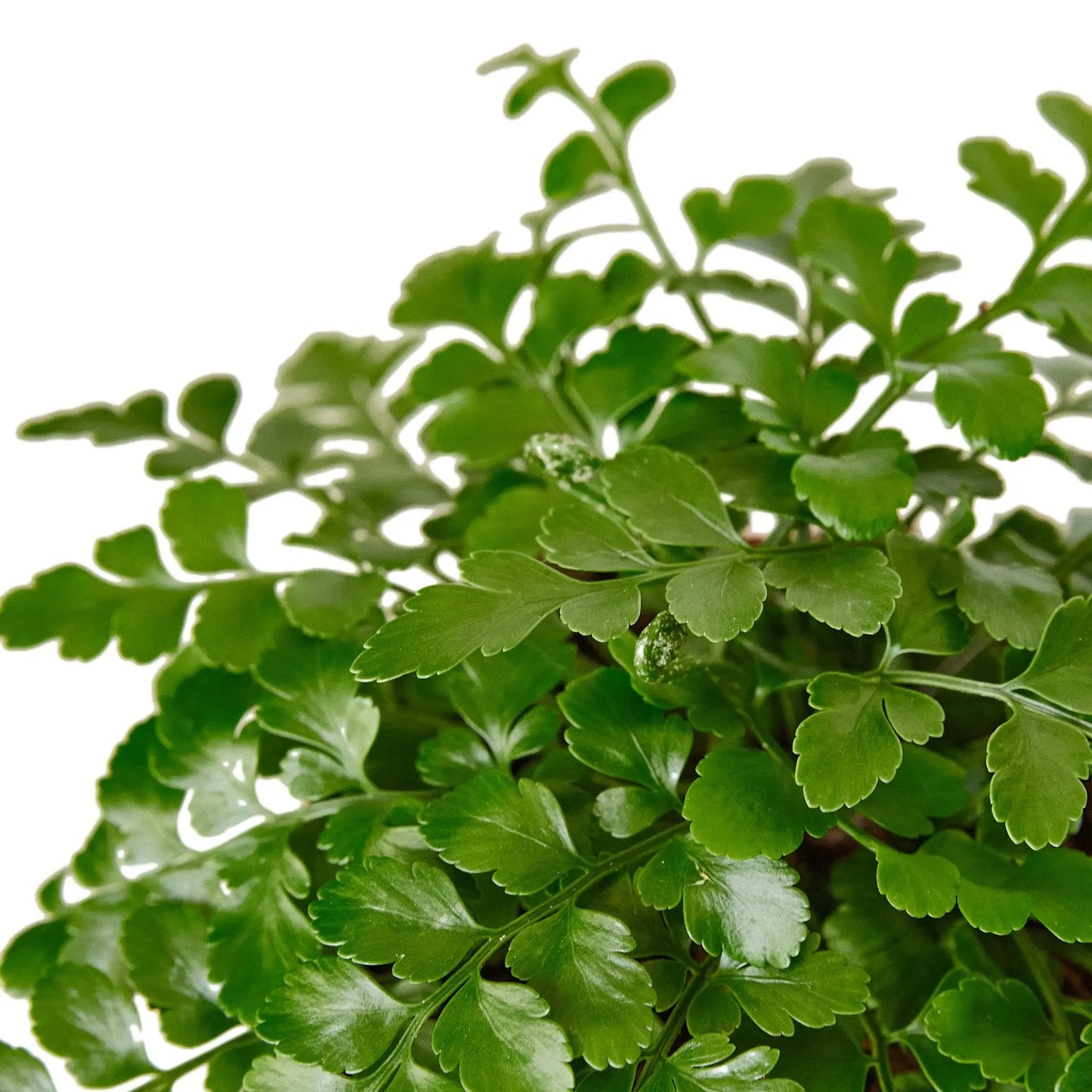 Fern 'Austral Gem' House Plant Dropship Botani Haven
