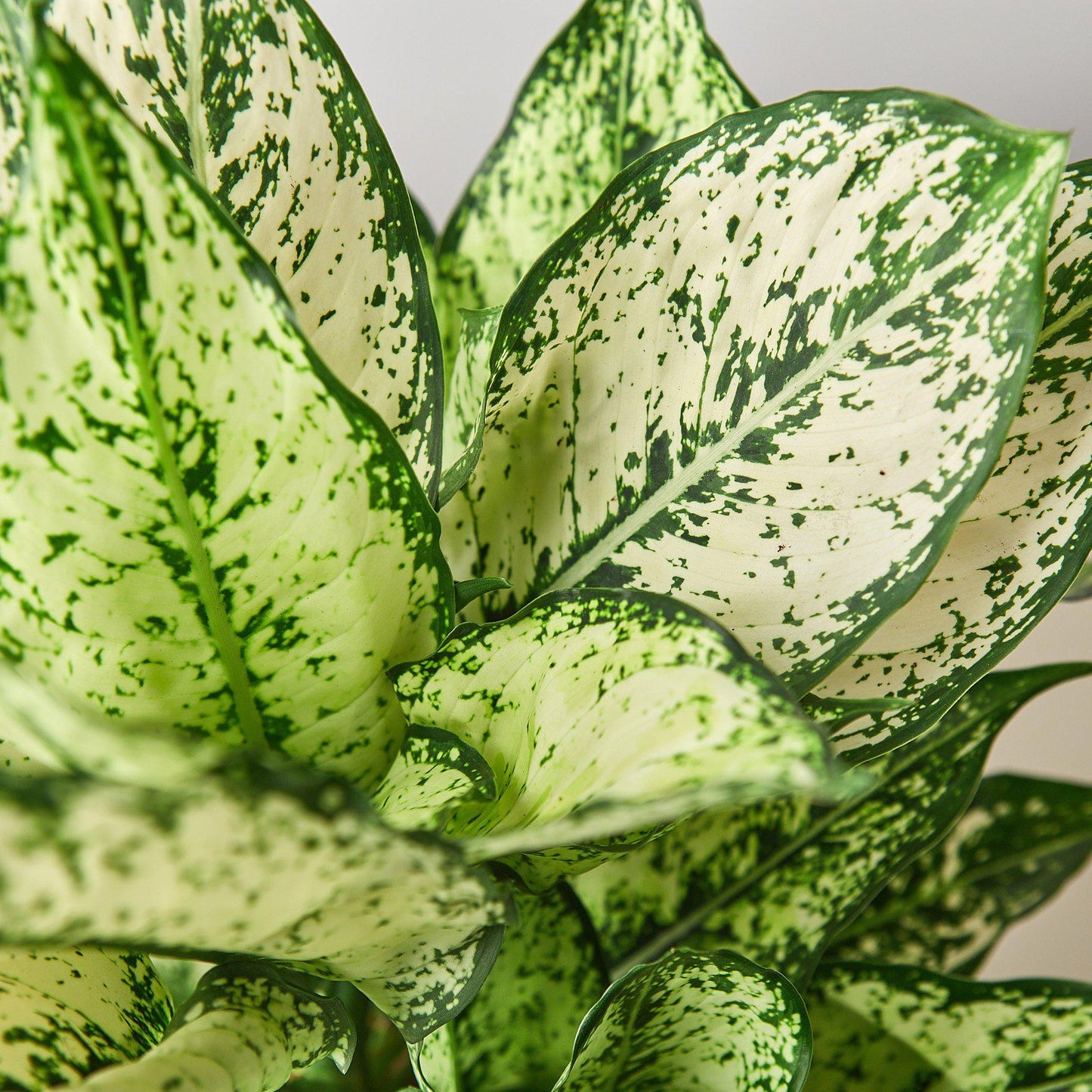 Chinese Evergreen 'First Diamond' House Plant Dropship Botani Haven