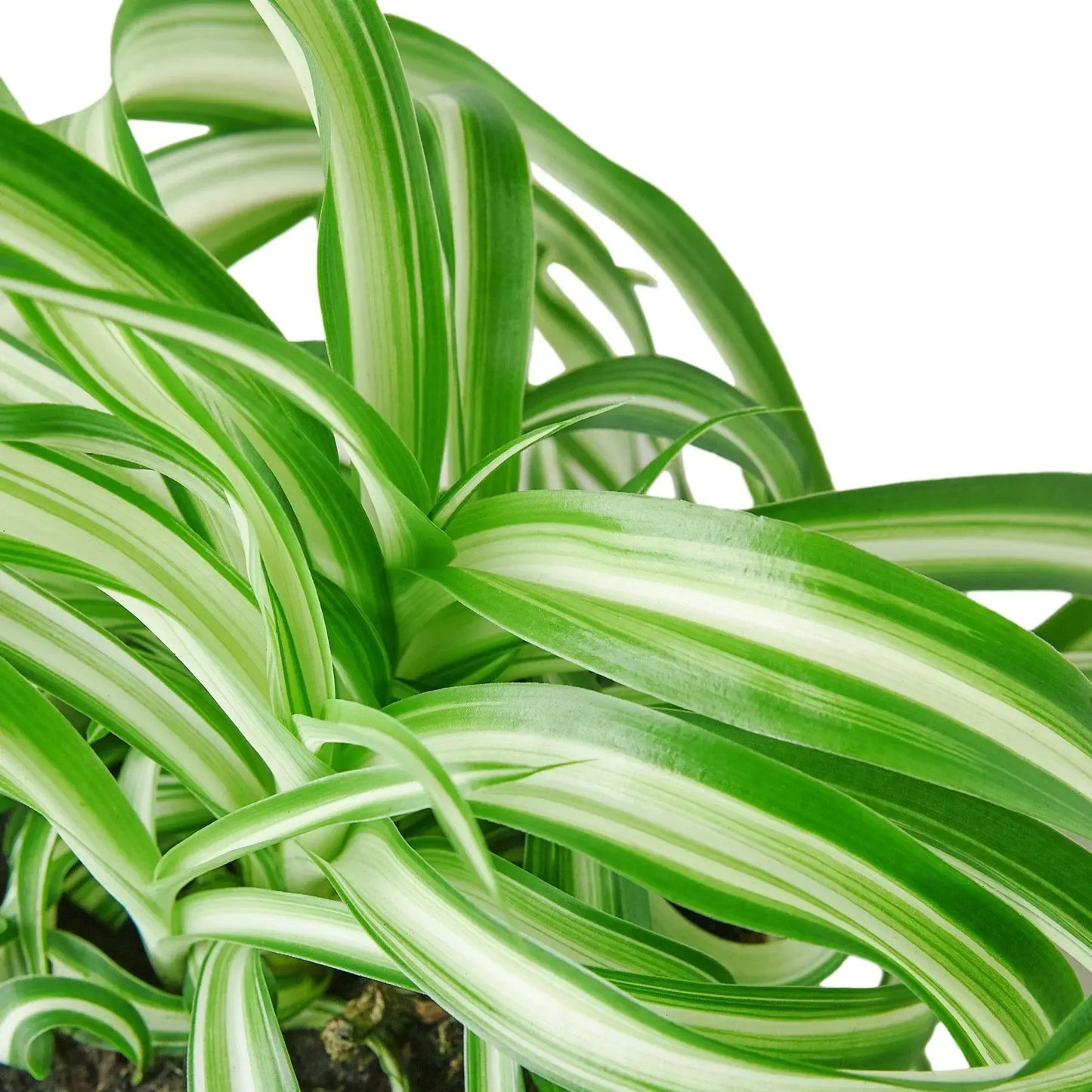 Spider Plant 'Bonnie' House Plant Dropship Botani Haven