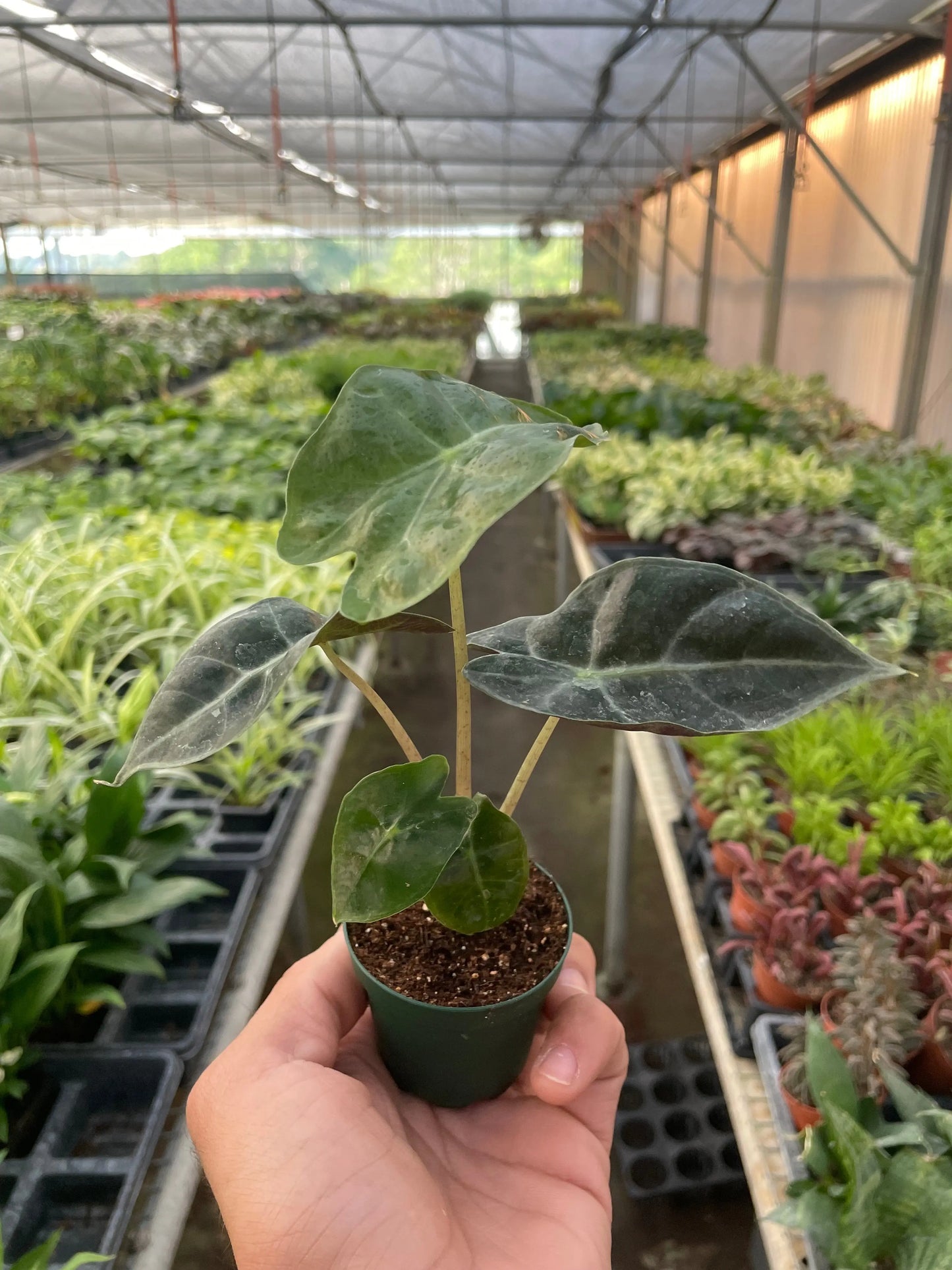 Alocasia Polly 'African Mask' House Plant Dropship Botani Haven