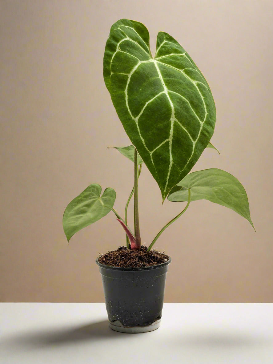 Anthurium Crystallinum House Plant Dropship Botani Haven