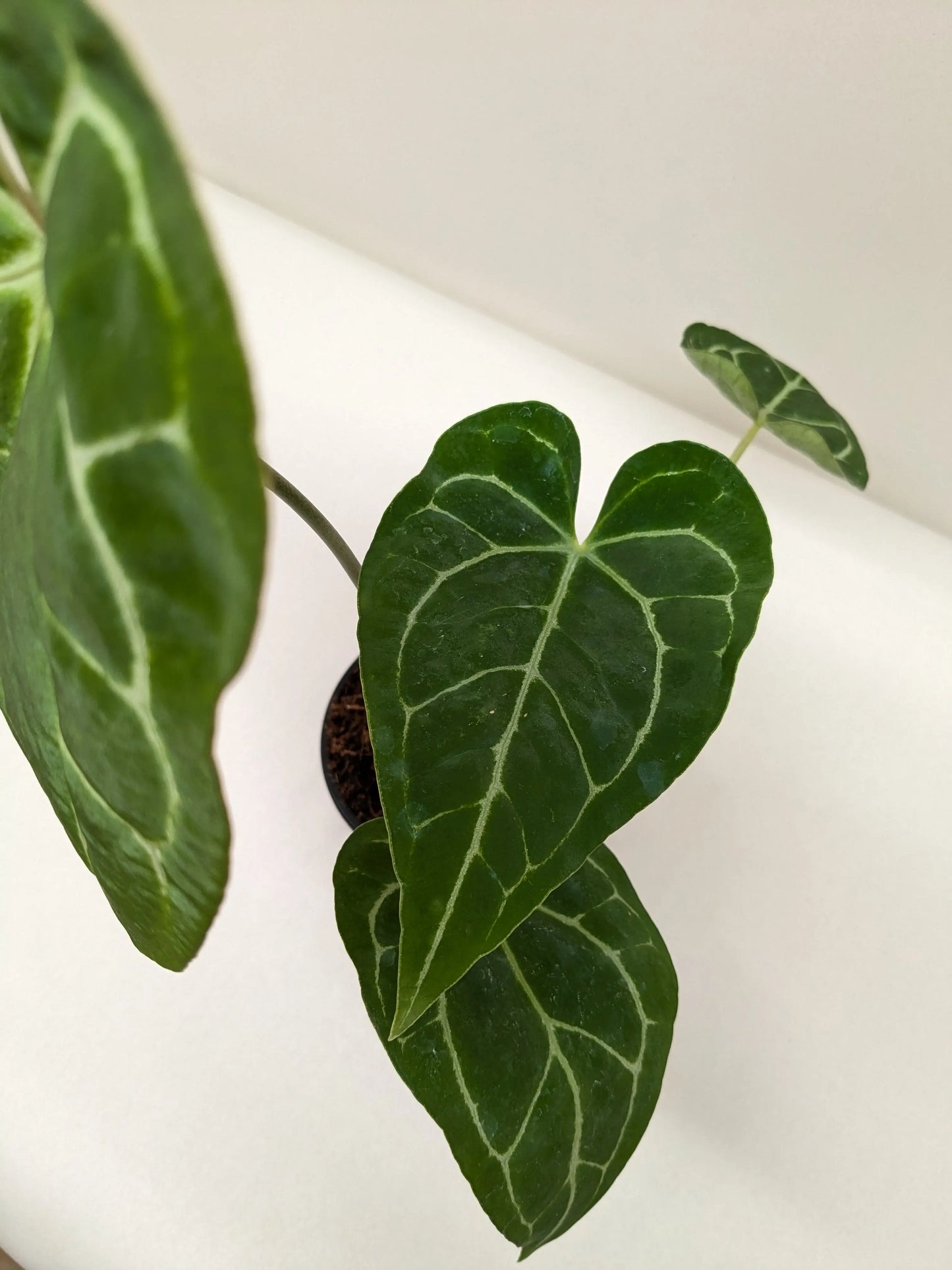 Anthurium Crystallinum House Plant Dropship Botani Haven