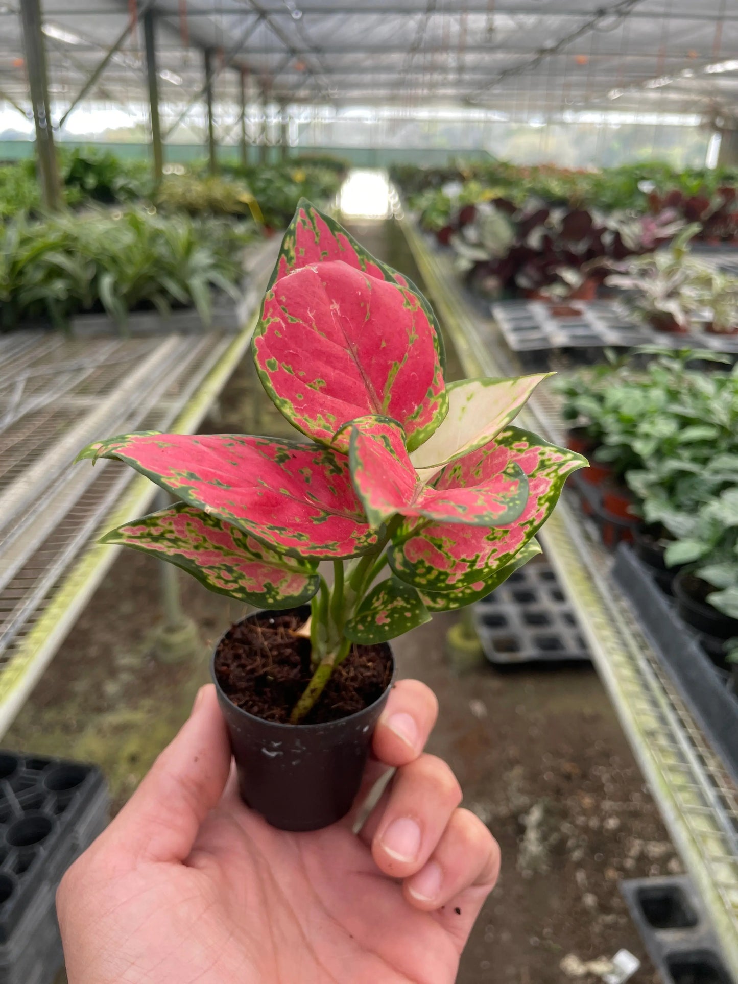 Chinese Evergreen 'Lady Valentine' House Plant Dropship Botani Haven