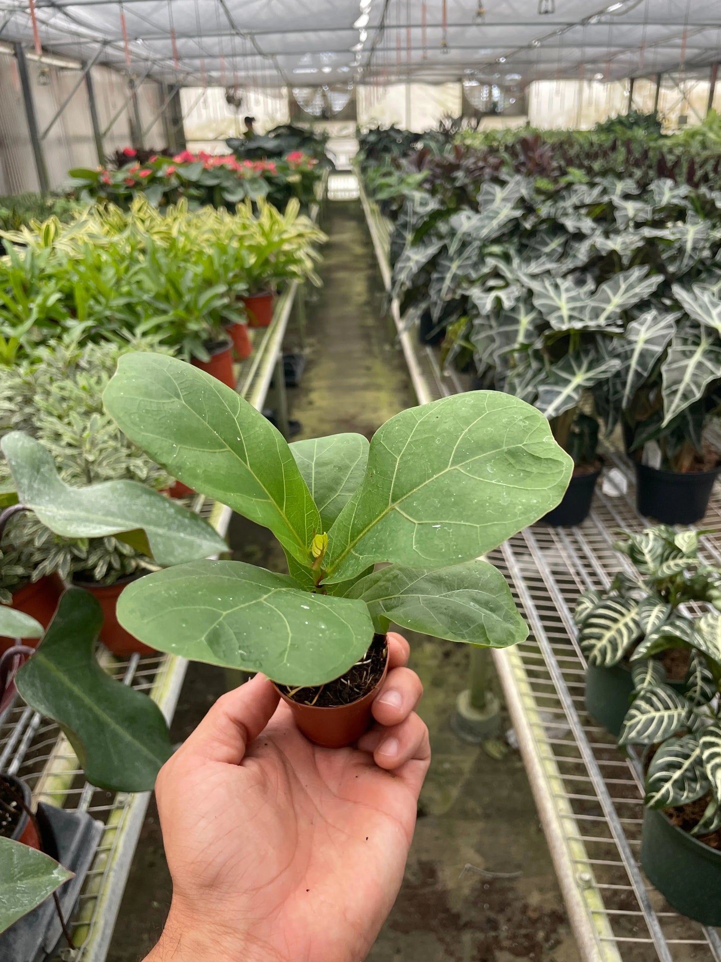 Ficus Lyrata 'Fiddle Leaf Fig' House Plant Dropship Botani Haven