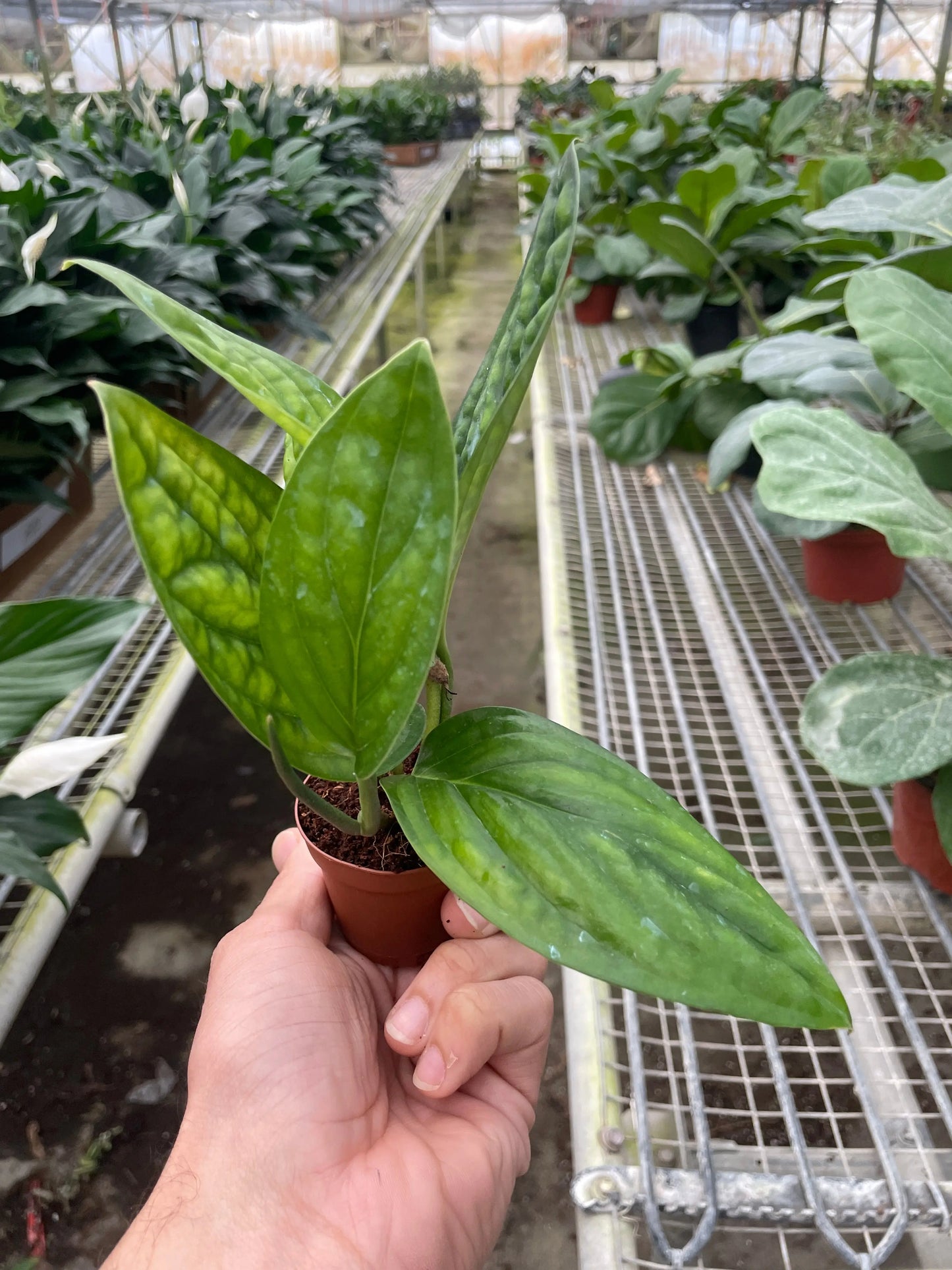 Monstera 'Peru' House Plant Dropship Botani Haven