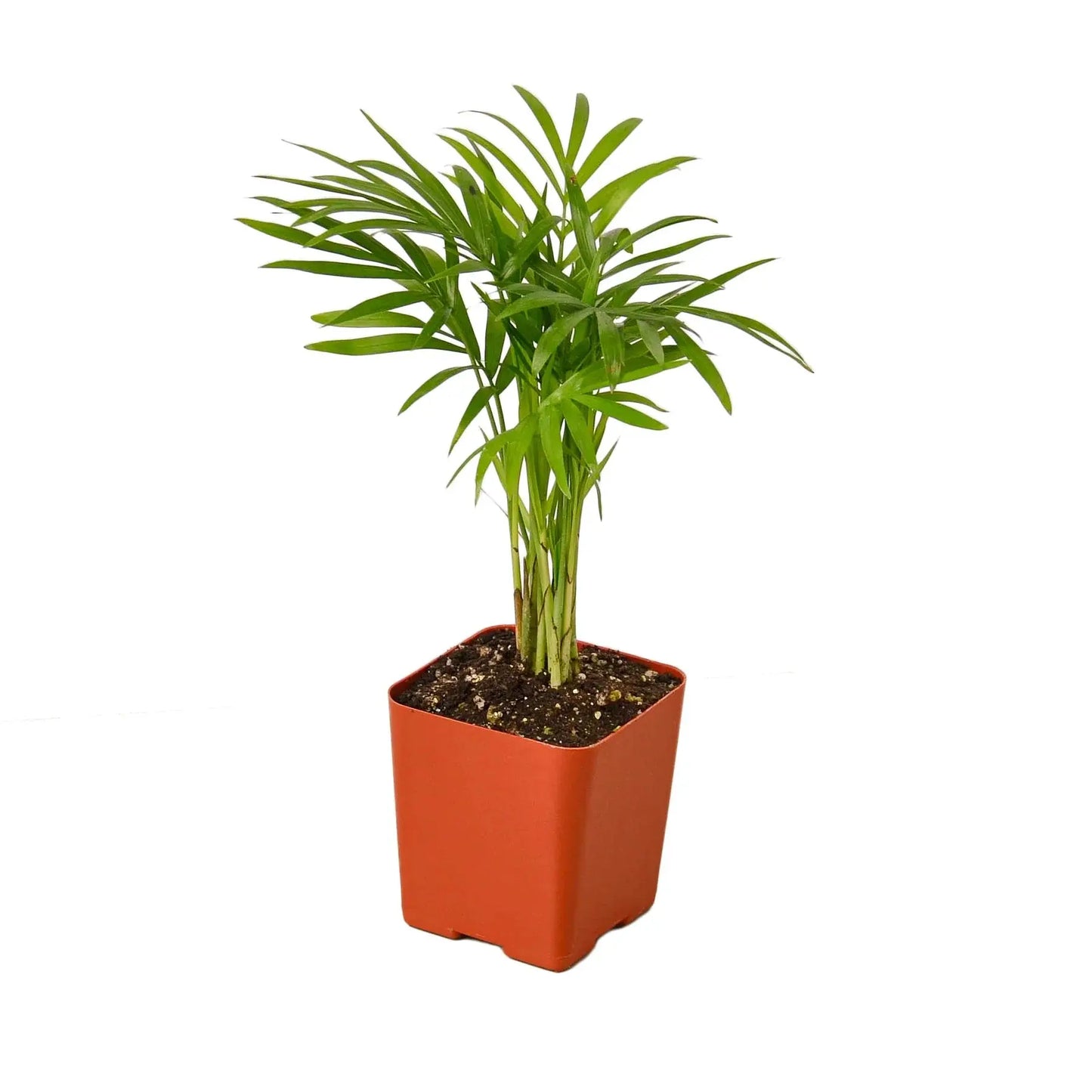 Parlor Palm House Plant Dropship Botani Haven