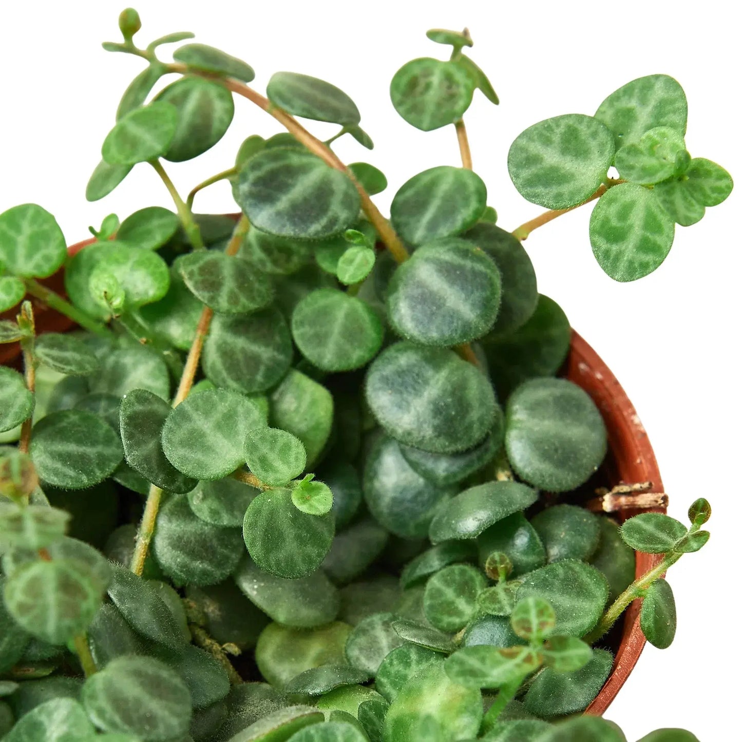 Peperomia Prostrata 'String of Turtles' House Plant Dropship Botani Haven