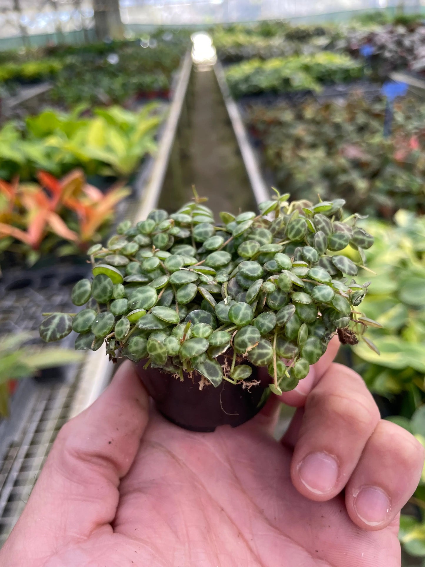 Peperomia Prostrata 'String of Turtles' House Plant Dropship Botani Haven