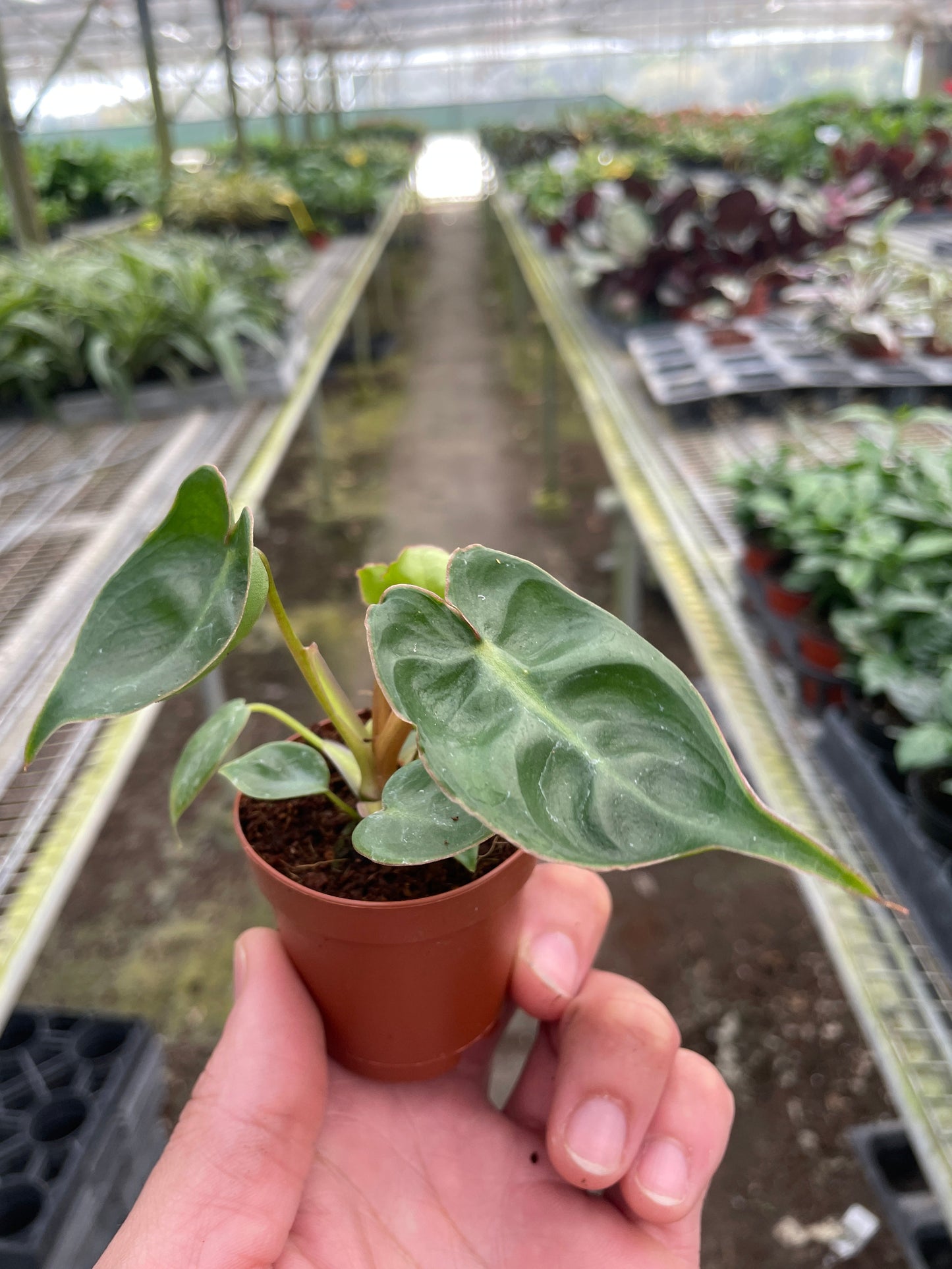 Philodendron 'Billietiae' House Plant Dropship Botani Haven