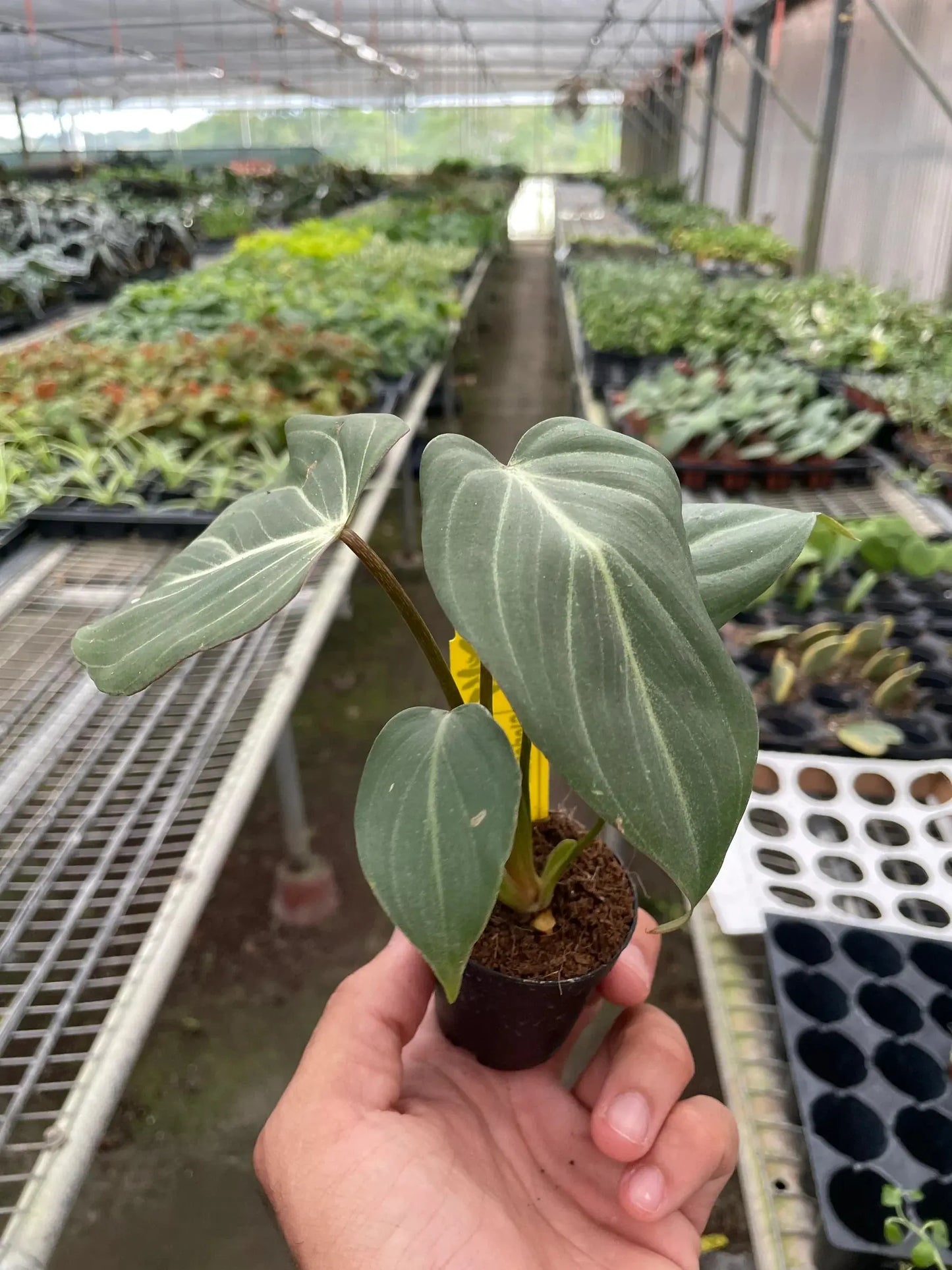 Philodendron 'Gloriosum' House Plant Dropship Botani Haven