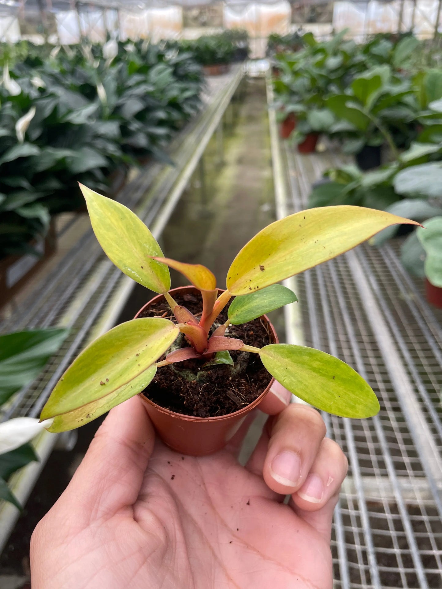 Philodendron 'Orange Marmalade' House Plant Dropship Botani Haven