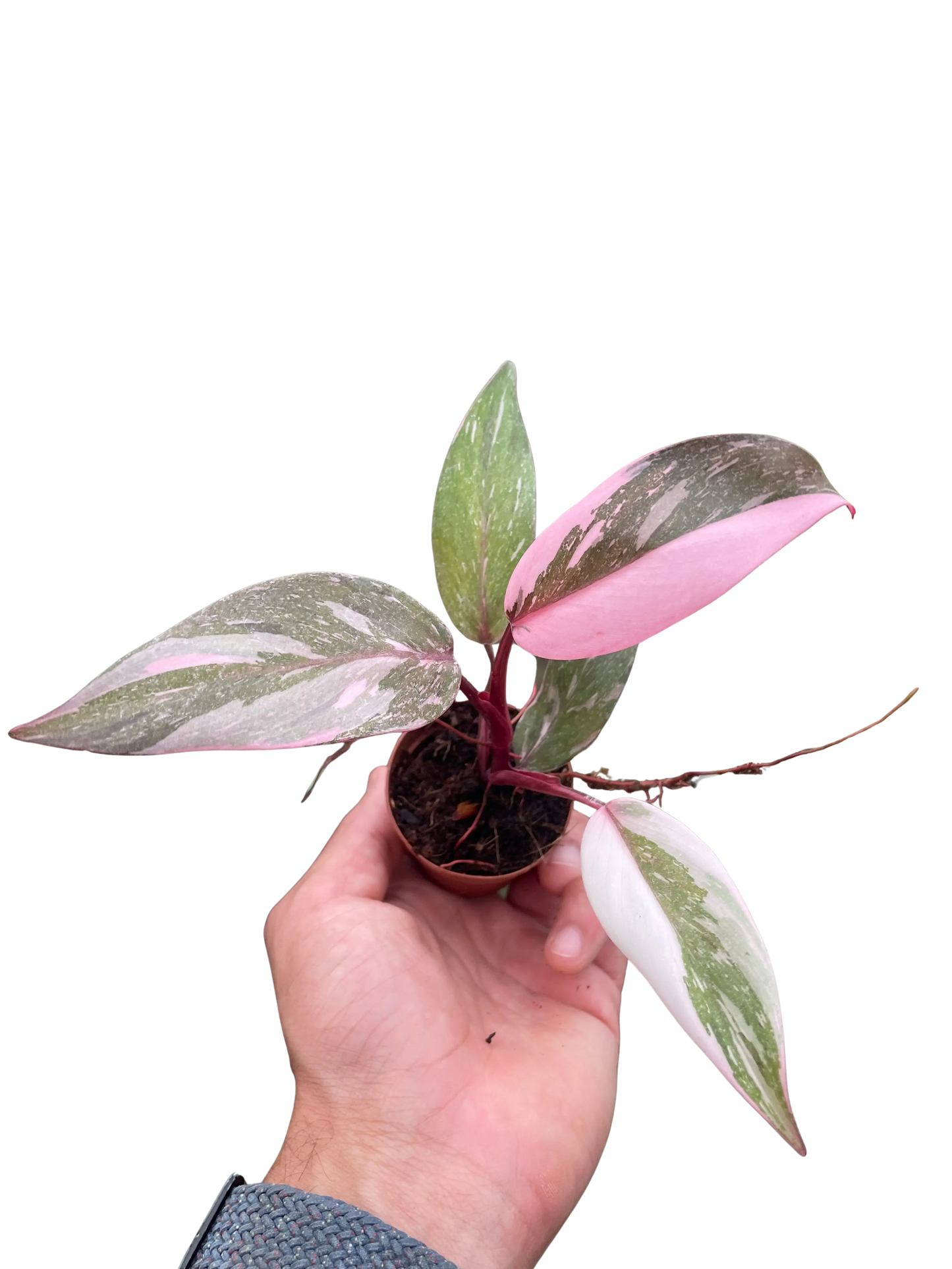 Philodendron 'Marble Pink Princess' House Plant Dropship Botani Haven