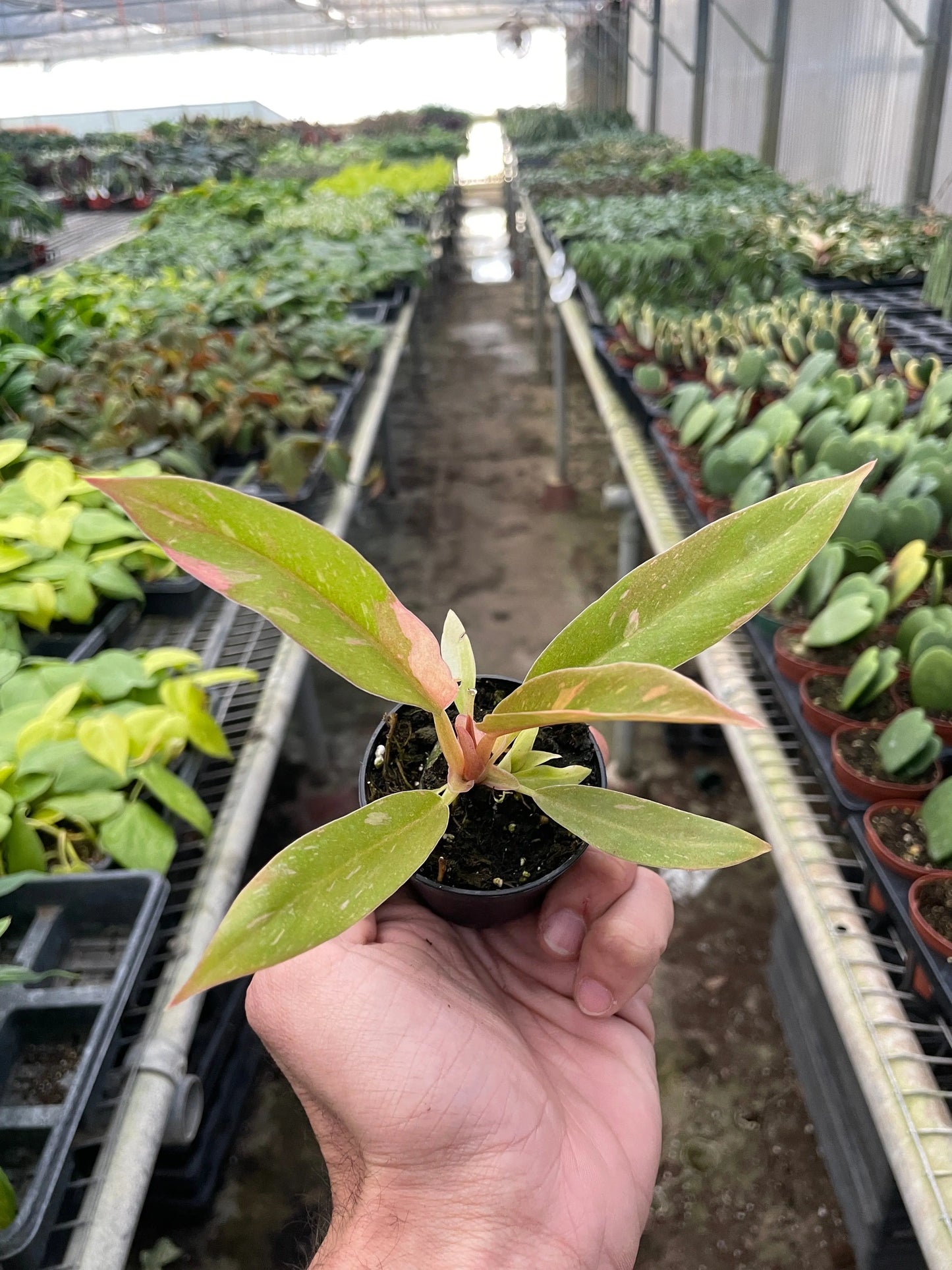 Philodendron 'Ring of Fire Variegated' House Plant Dropship Botani Haven