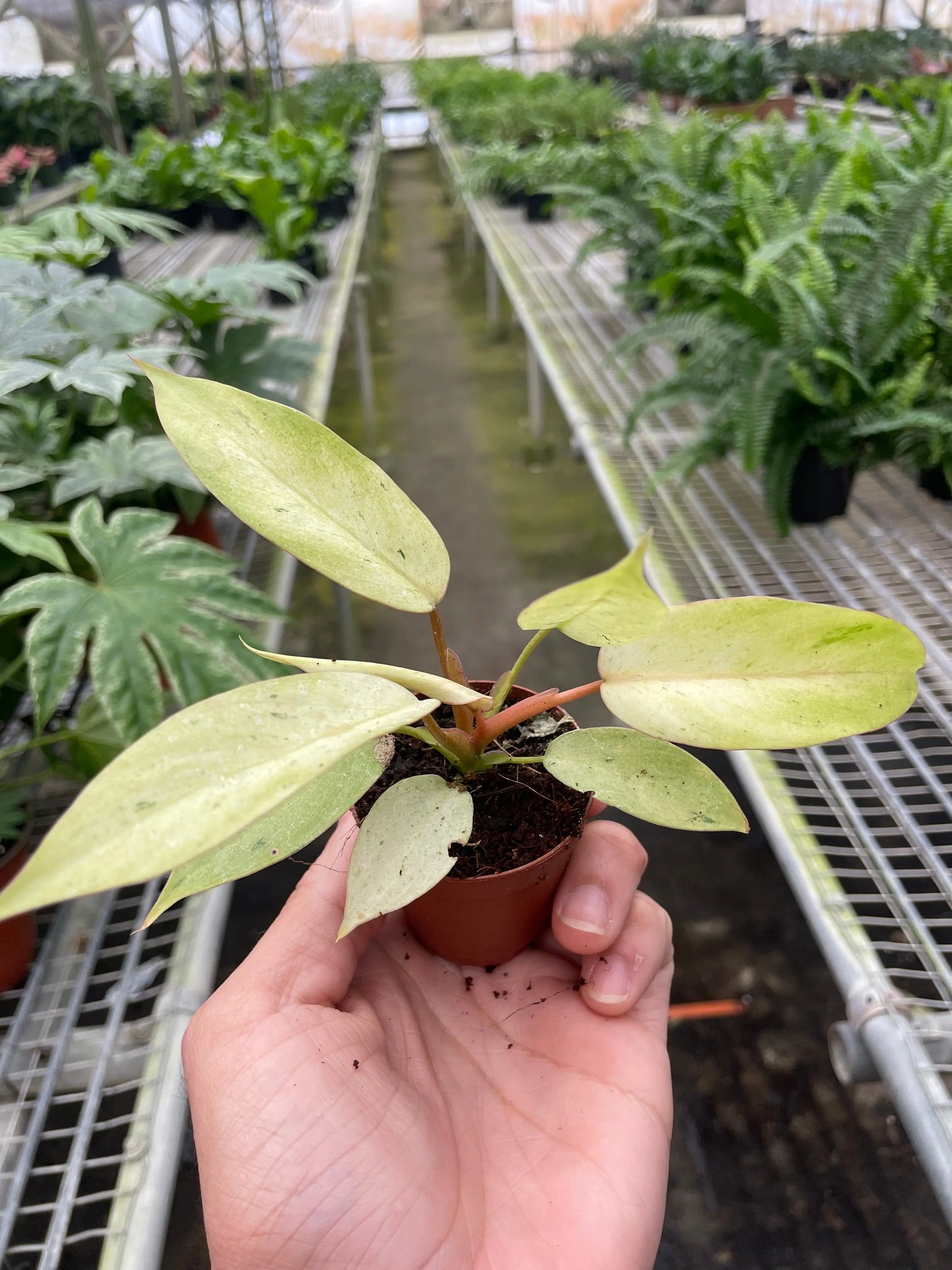 Philodendron 'Snowdrift' House Plant Dropship Botani Haven