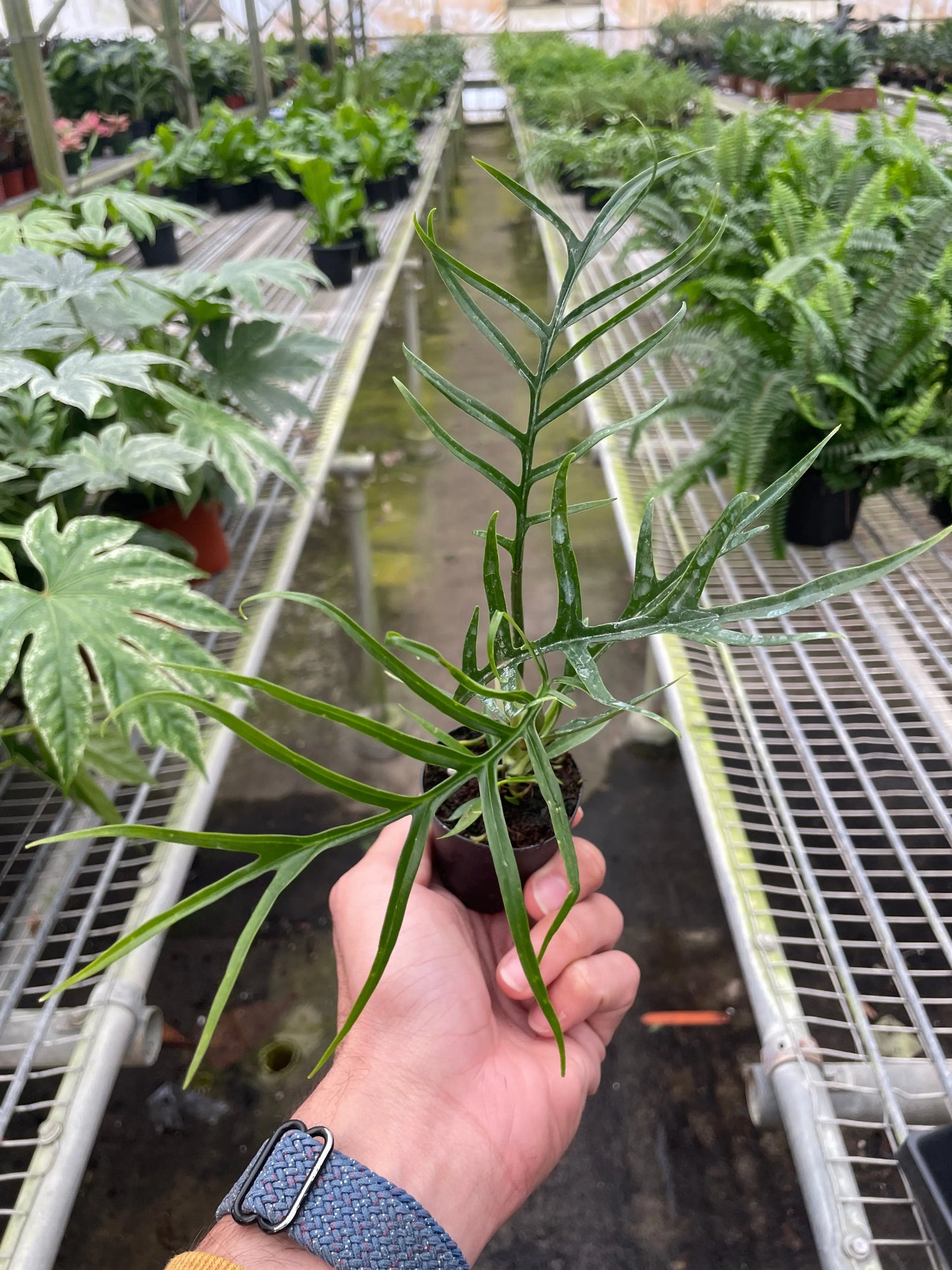 Philodendron 'Tortum' House Plant Dropship Botani Haven
