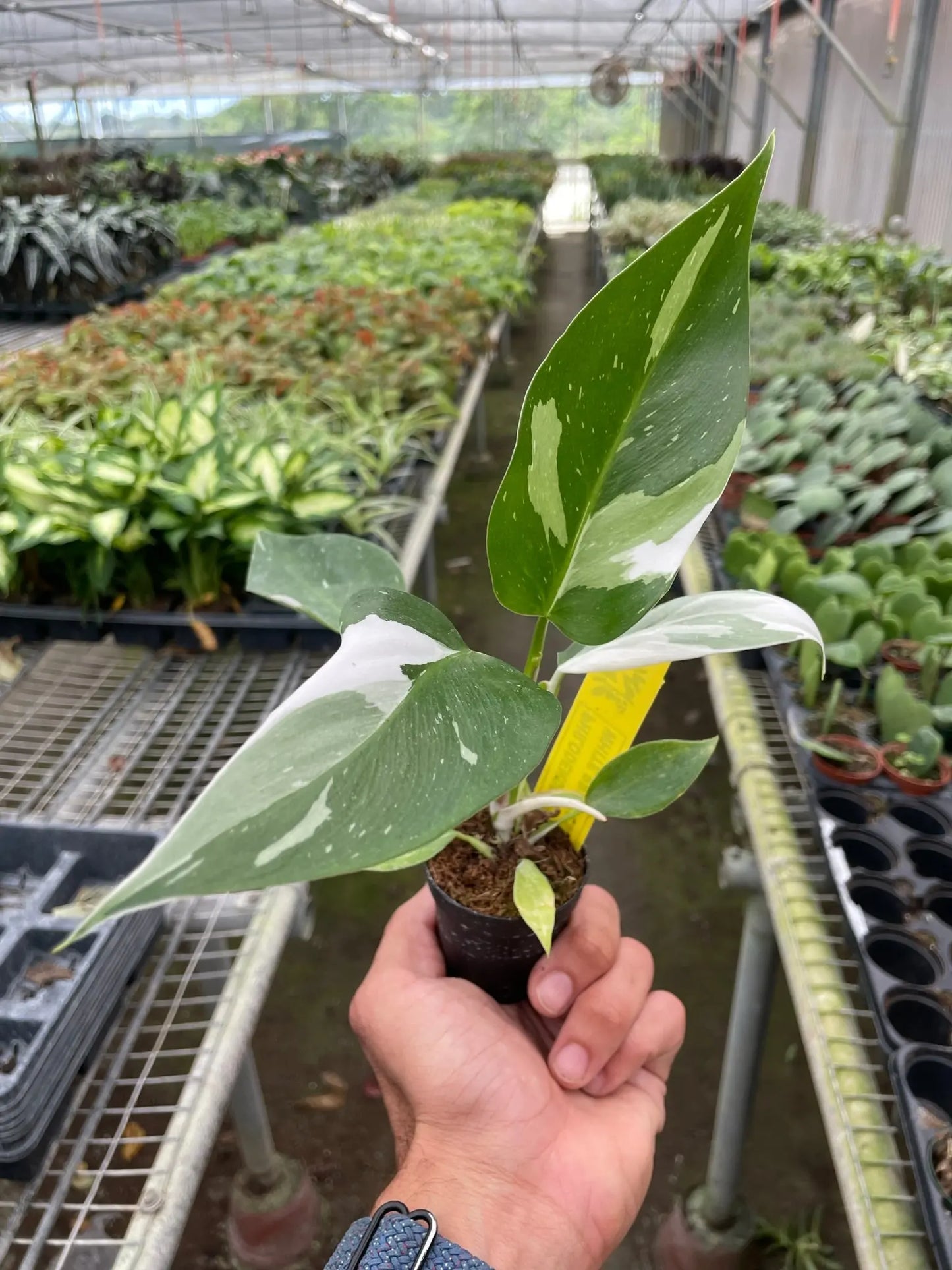 Philodendron 'White Princess' House Plant Dropship Botani Haven