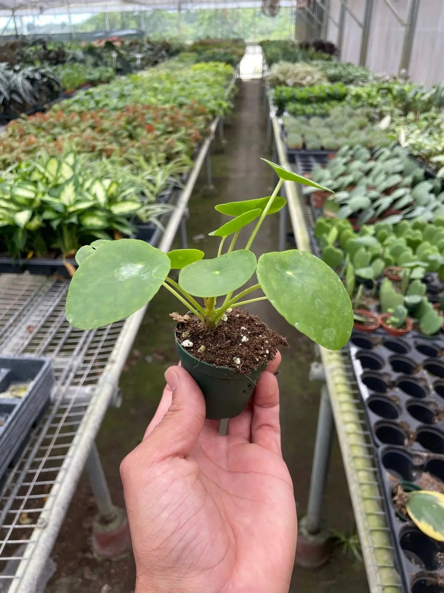 Pilea Peperomioides 'Chinese Money' House Plant Dropship Botani Haven