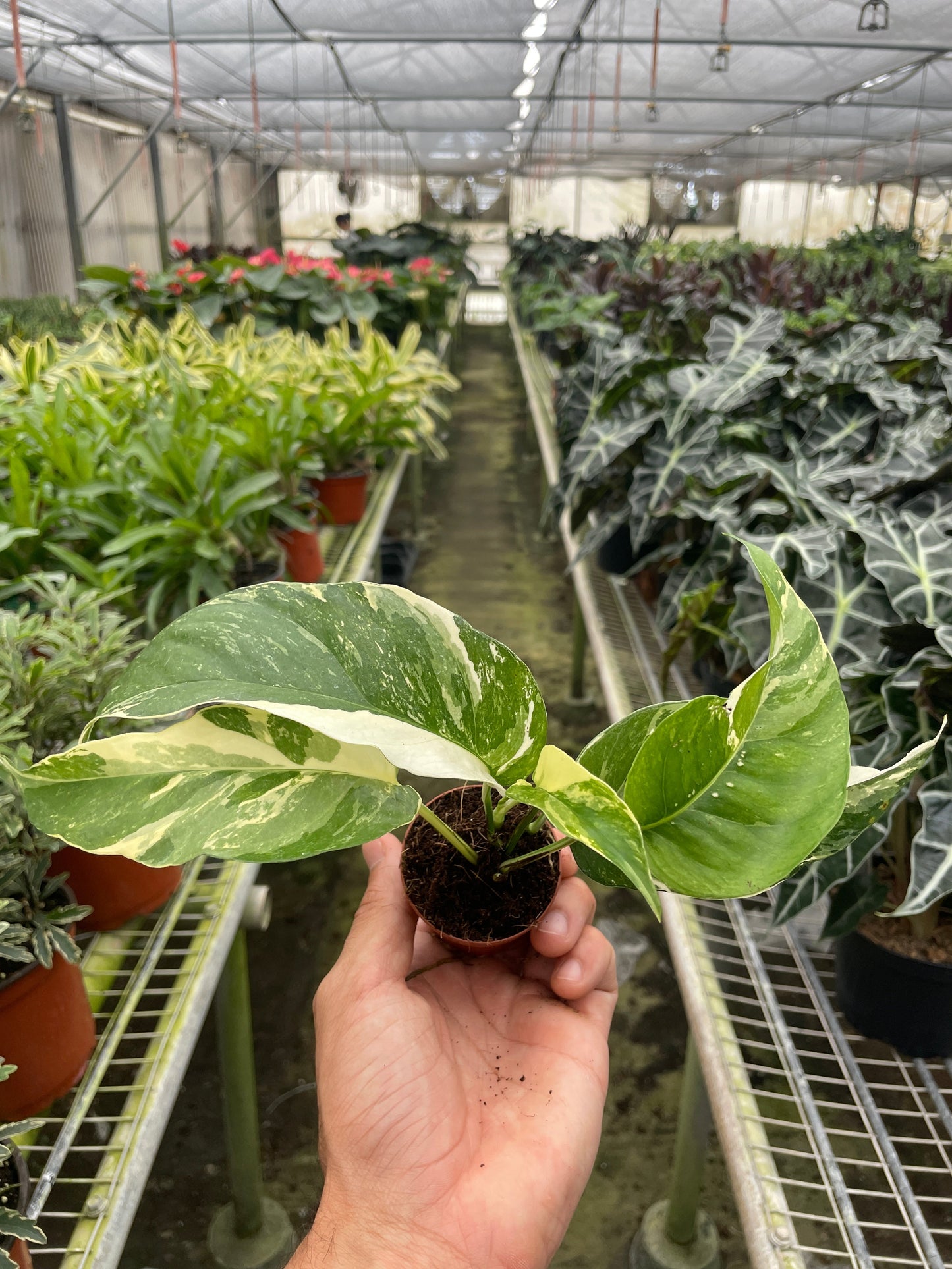 Pothos 'Albo Variegata' House Plant Dropship Botani Haven
