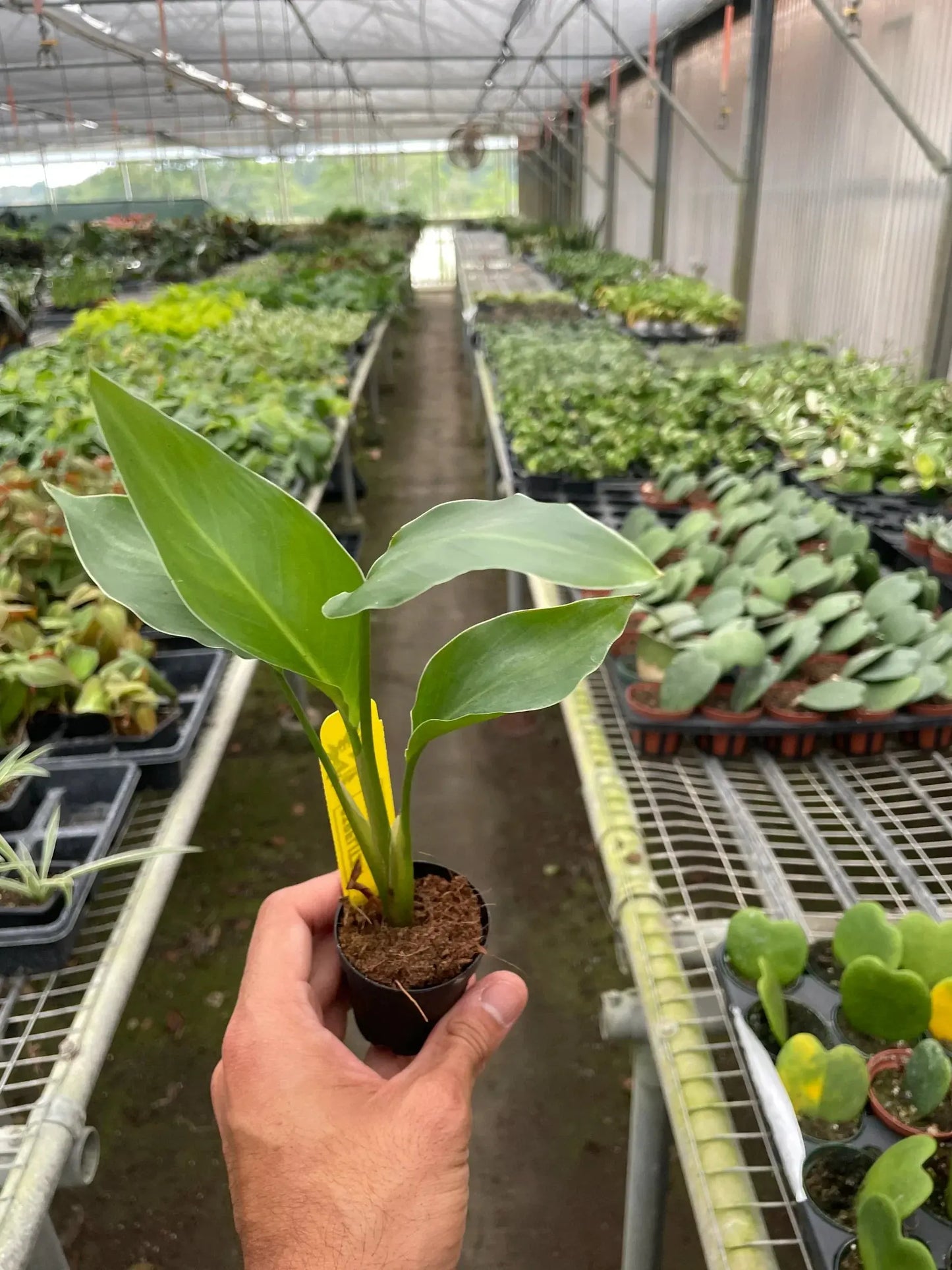 White Bird of Paradise 'Strelitzia Nicolai' House Plant Dropship Botani Haven