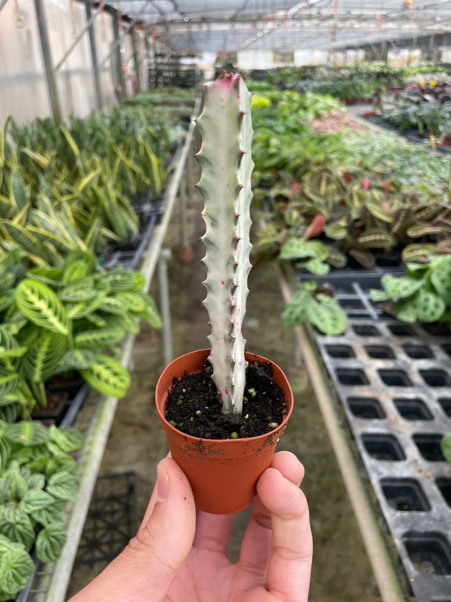Succulent Euphorbia 'Dragon Bone' House Plant Dropship Botani Haven