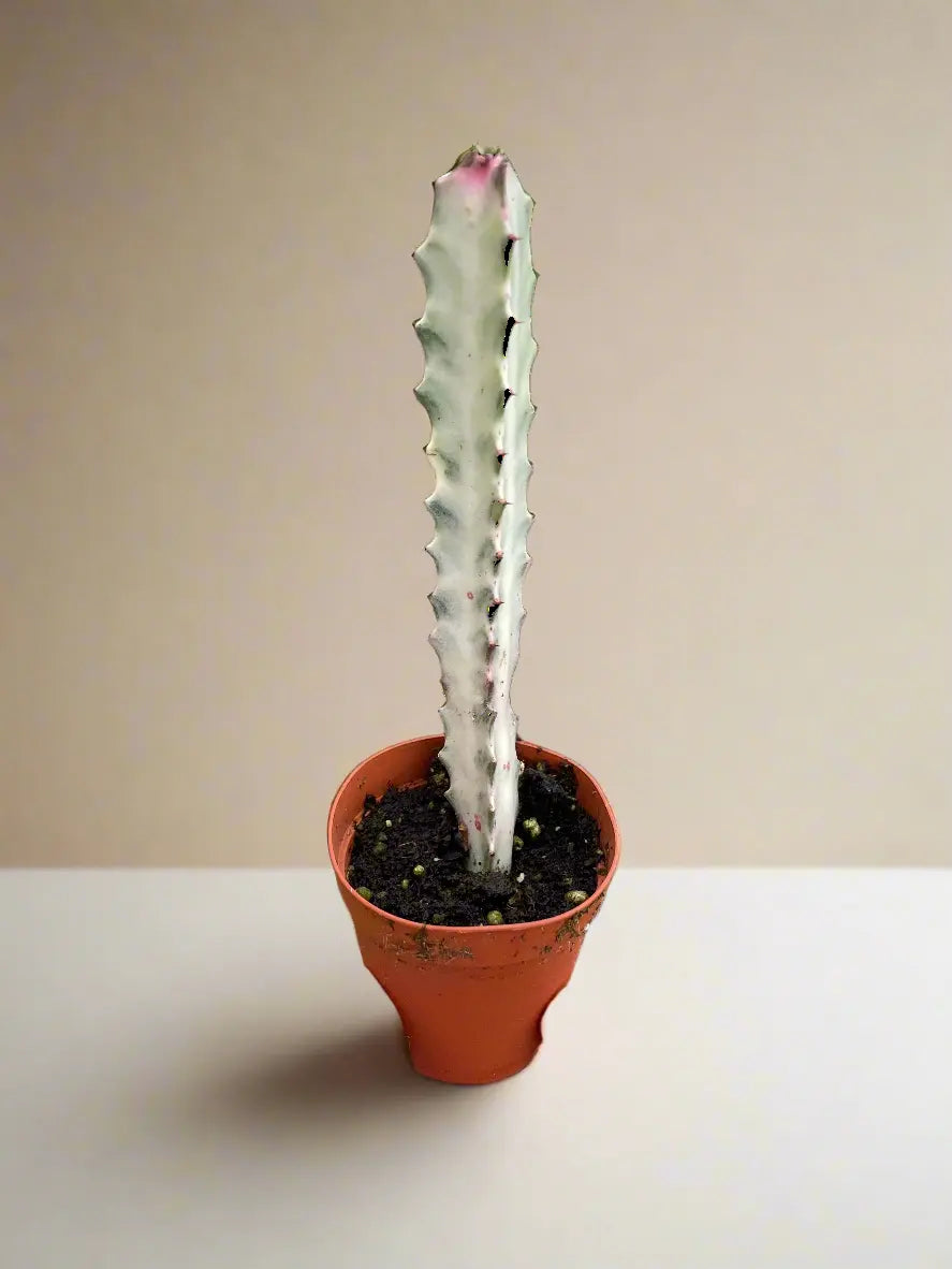 Succulent Euphorbia 'Dragon Bone' House Plant Dropship Botani Haven