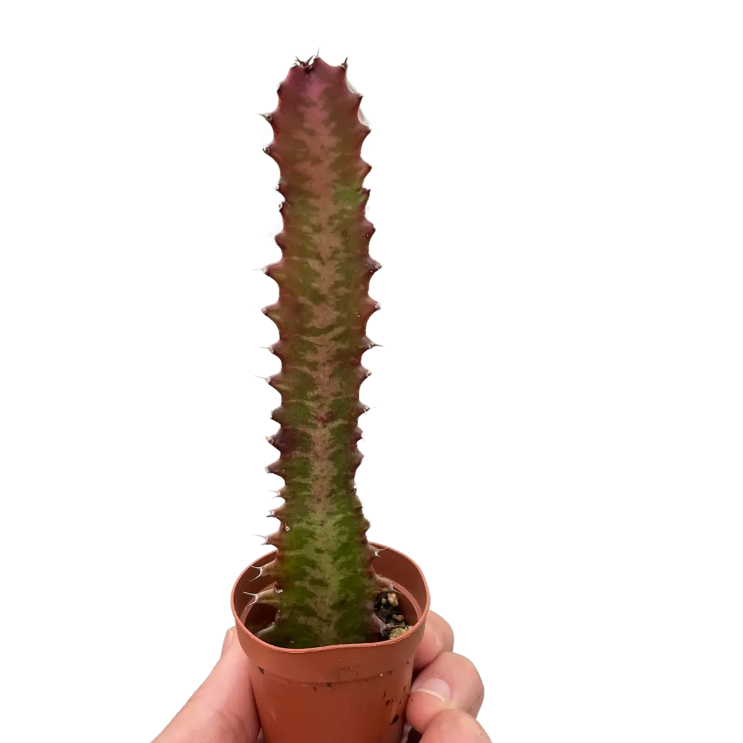 Succulent Euphorbia 'Trigona Rubra' House Plant Dropship Botani Haven