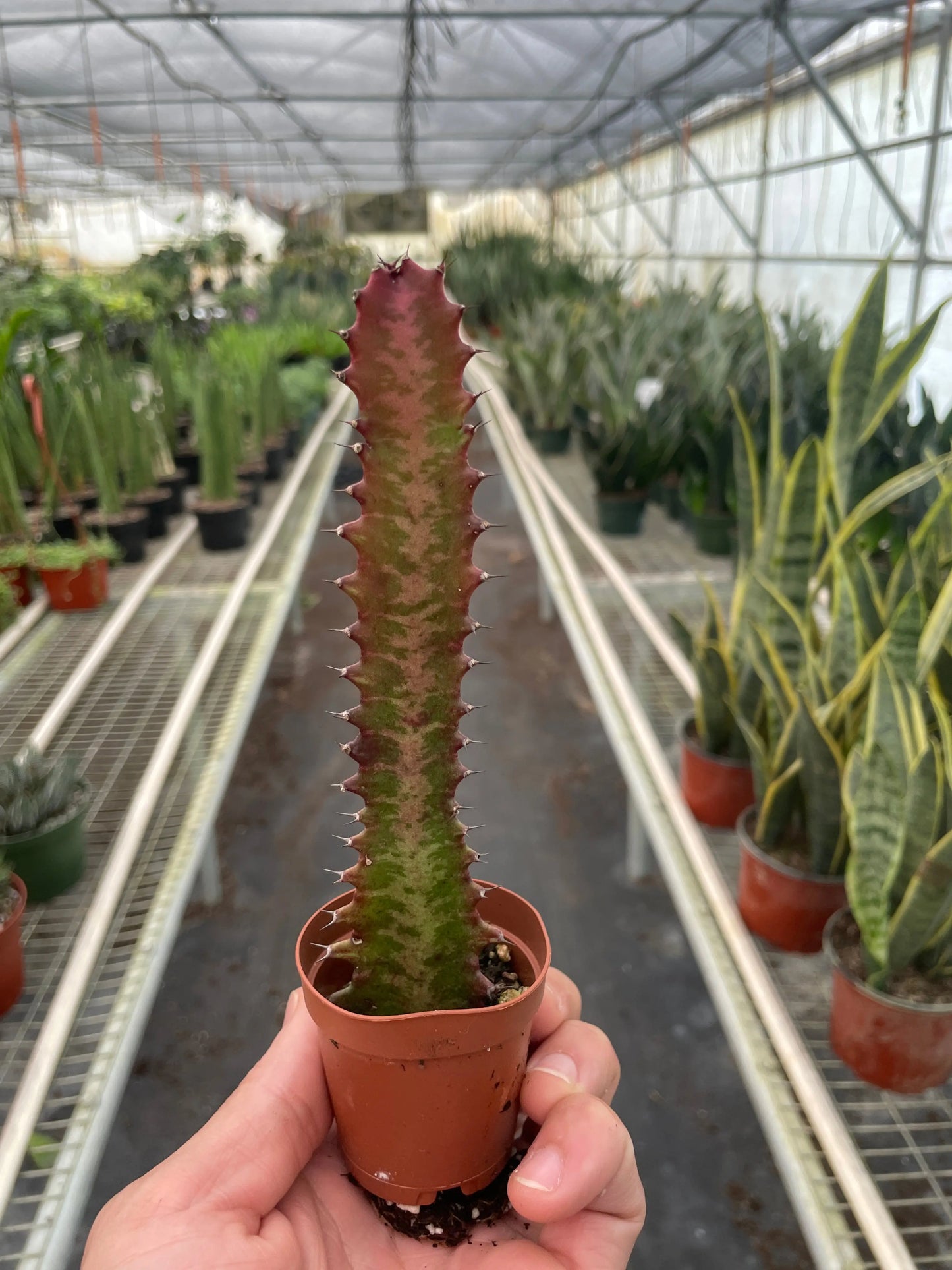 Succulent Euphorbia 'Trigona Rubra' House Plant Dropship Botani Haven