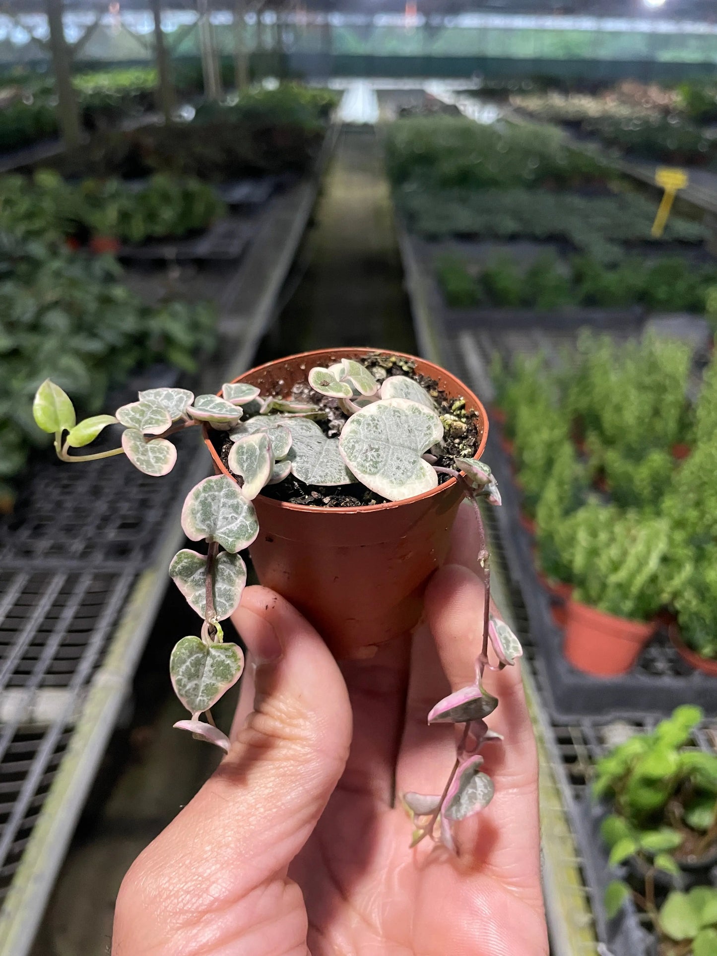 String of Hearts Variegated House Plant Dropship Botani Haven