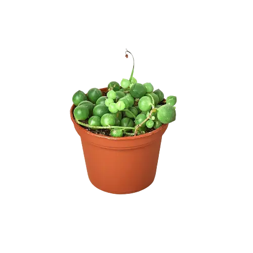 Succulent 'String of Pearls' House Plant Dropship Botani Haven