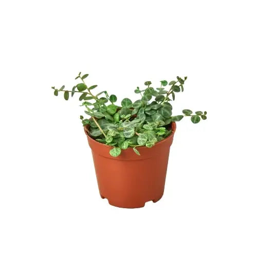 Peperomia Prostrata 'String of Turtles' House Plant Dropship Botani Haven