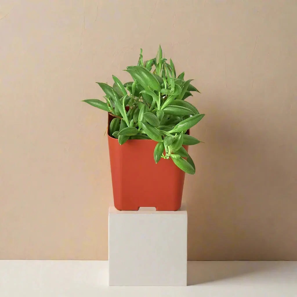 Succulent 'String of Bananas' House Plant Dropship Botani Haven