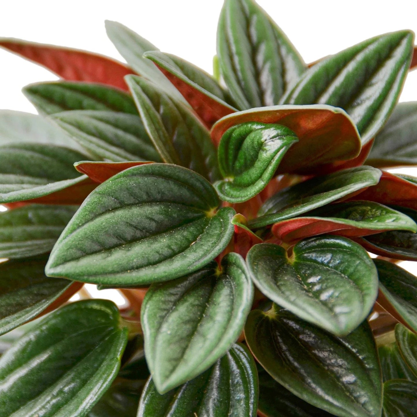 Peperomia Rosso House Plant Dropship Botani Haven