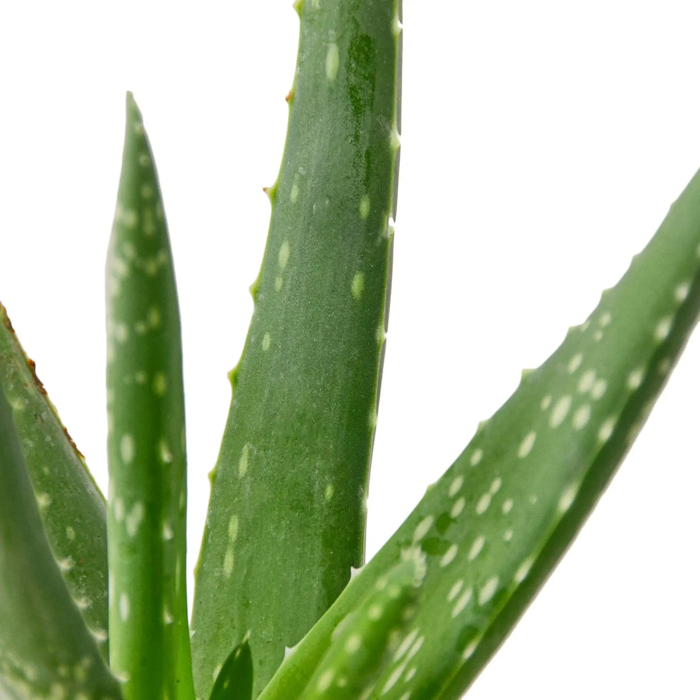 Aloe Vera House Plant Dropship Botani Haven
