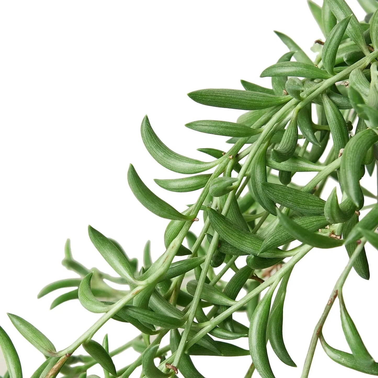 Succulent 'String of Bananas' House Plant Dropship Botani Haven