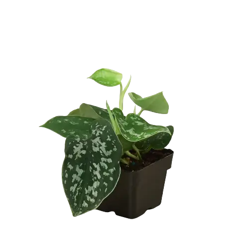 Pothos 'Satin' House Plant Dropship Botani Haven