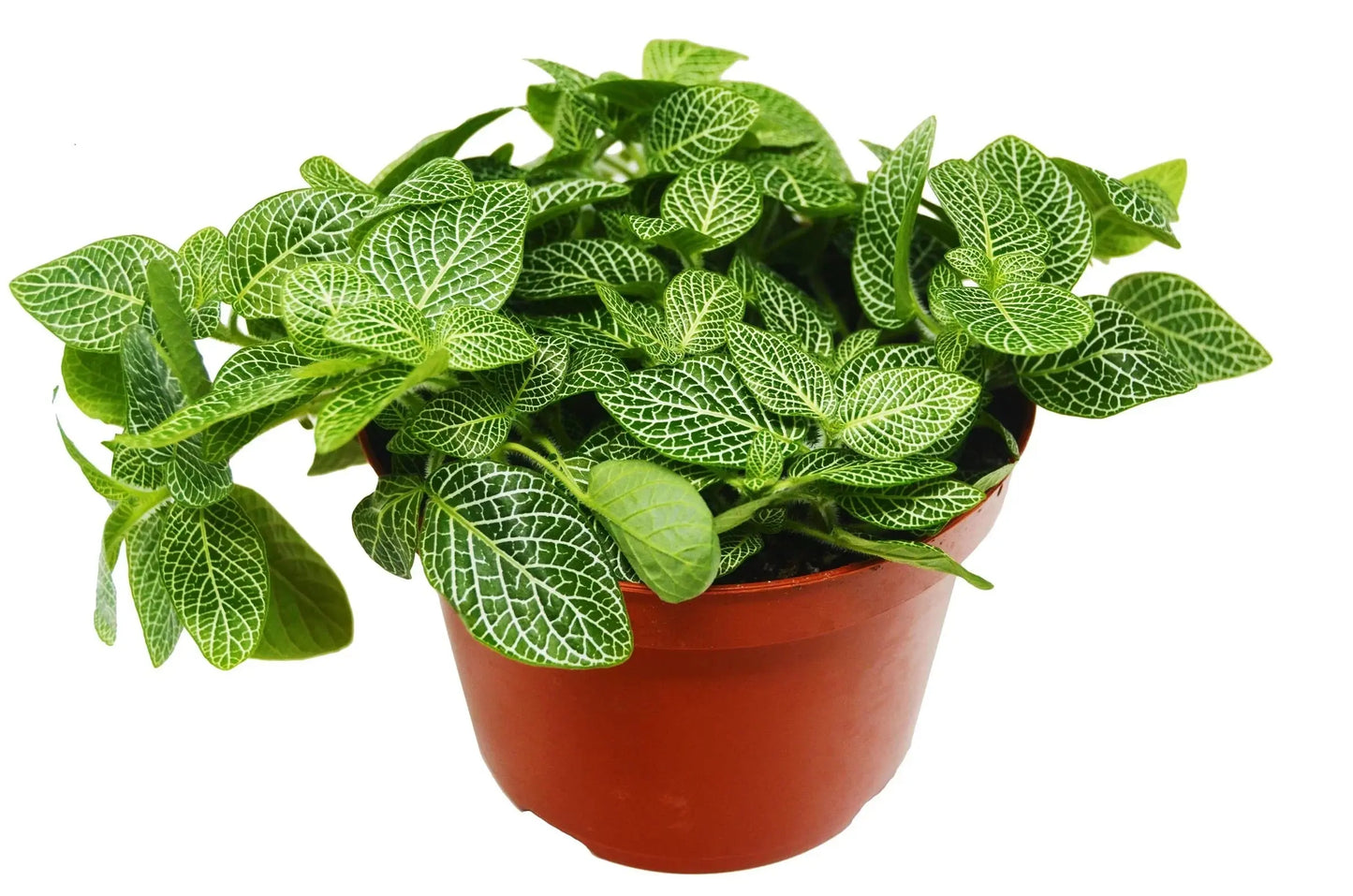 Fittonia 'White Nerve Plant' House Plant Dropship Botani Haven