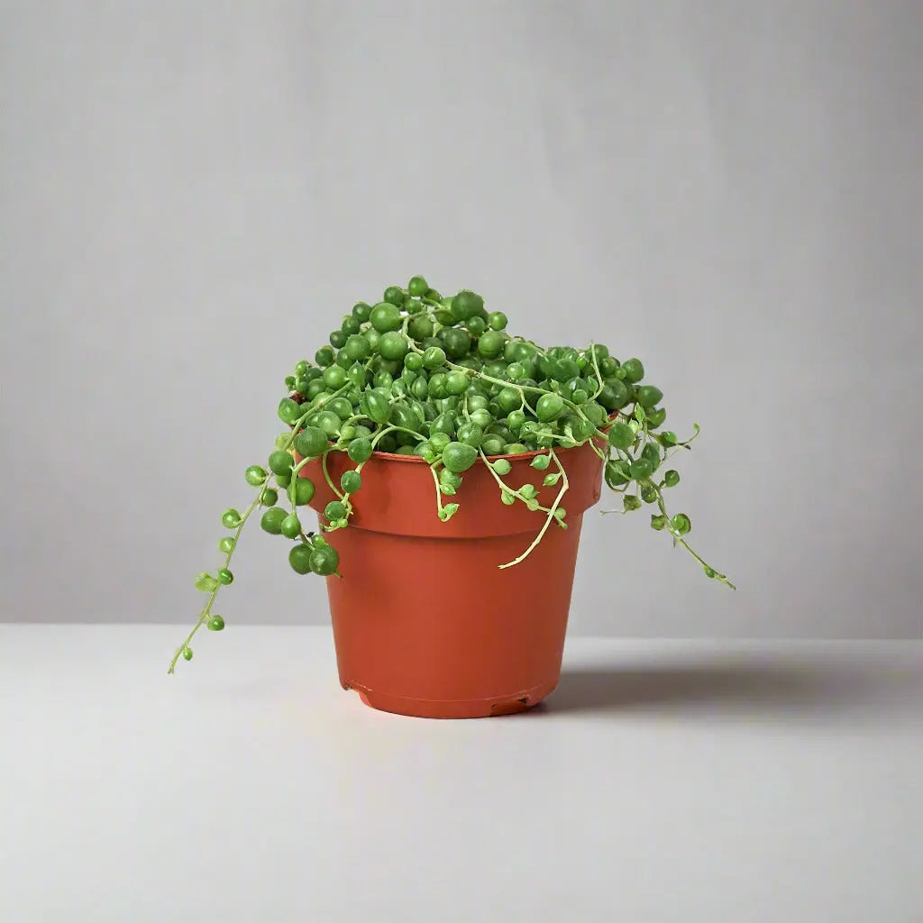 Succulent 'String of Pearls' House Plant Dropship Botani Haven