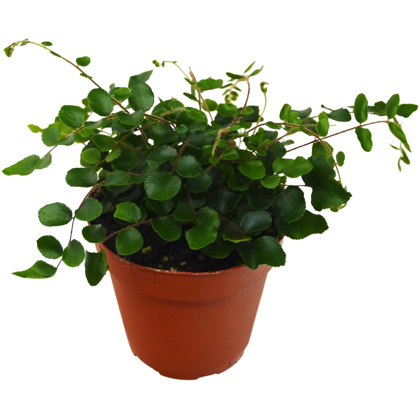 Fern 'Button' House Plant Dropship Botani Haven