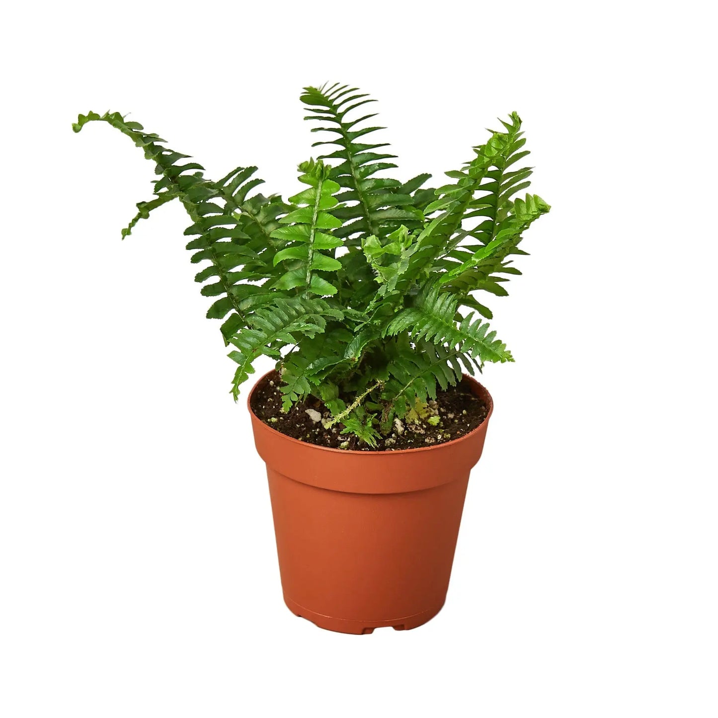 Fern 'Jester's Crown' House Plant Dropship Botani Haven