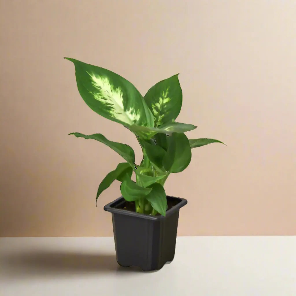 Dieffenbachia 'Camille' House Plant Dropship Botani Haven