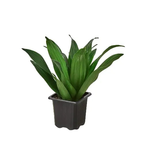 Dracaena 'Janet Craig' House Plant Dropship Botani Haven
