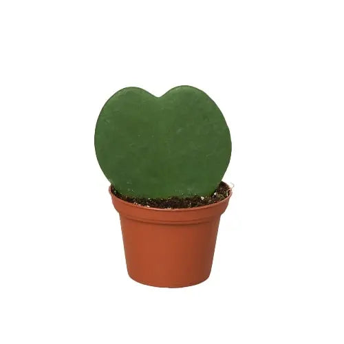 Hoya 'Sweetheart' House Plant Dropship Botani Haven