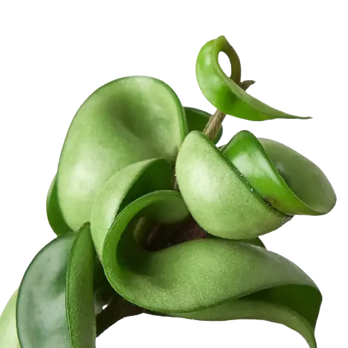 Hoya 'Rope Plant' House Plant Dropship Botani Haven