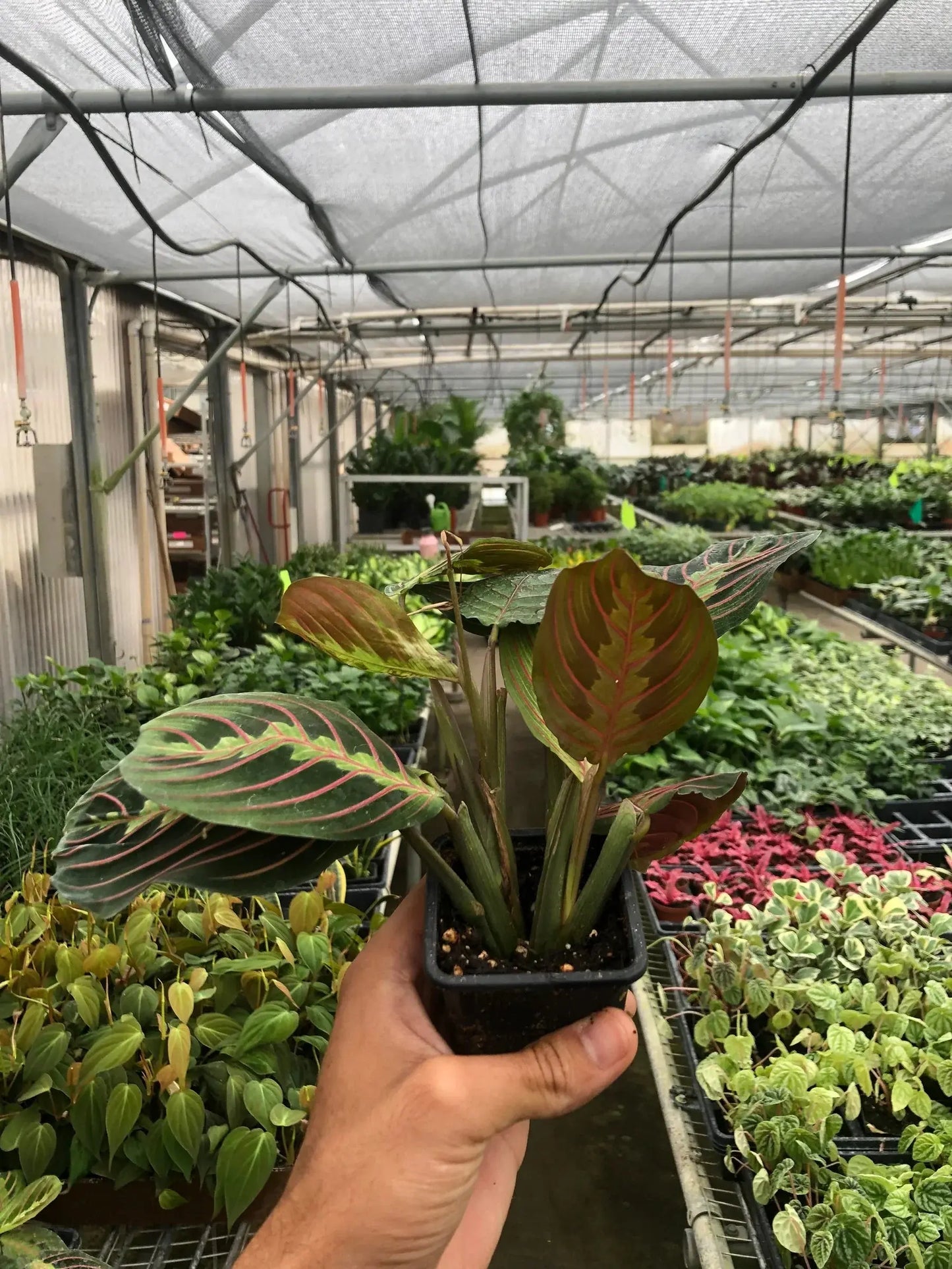 Maranta 'Red Prayer' House Plant Dropship Botani Haven