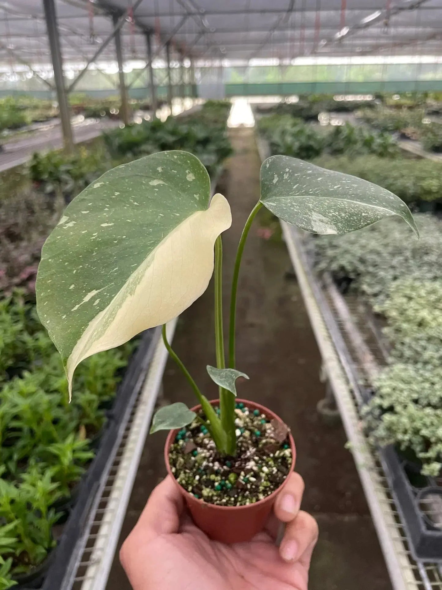 Monstera 'Thai Constellation' House Plant Dropship Botani Haven