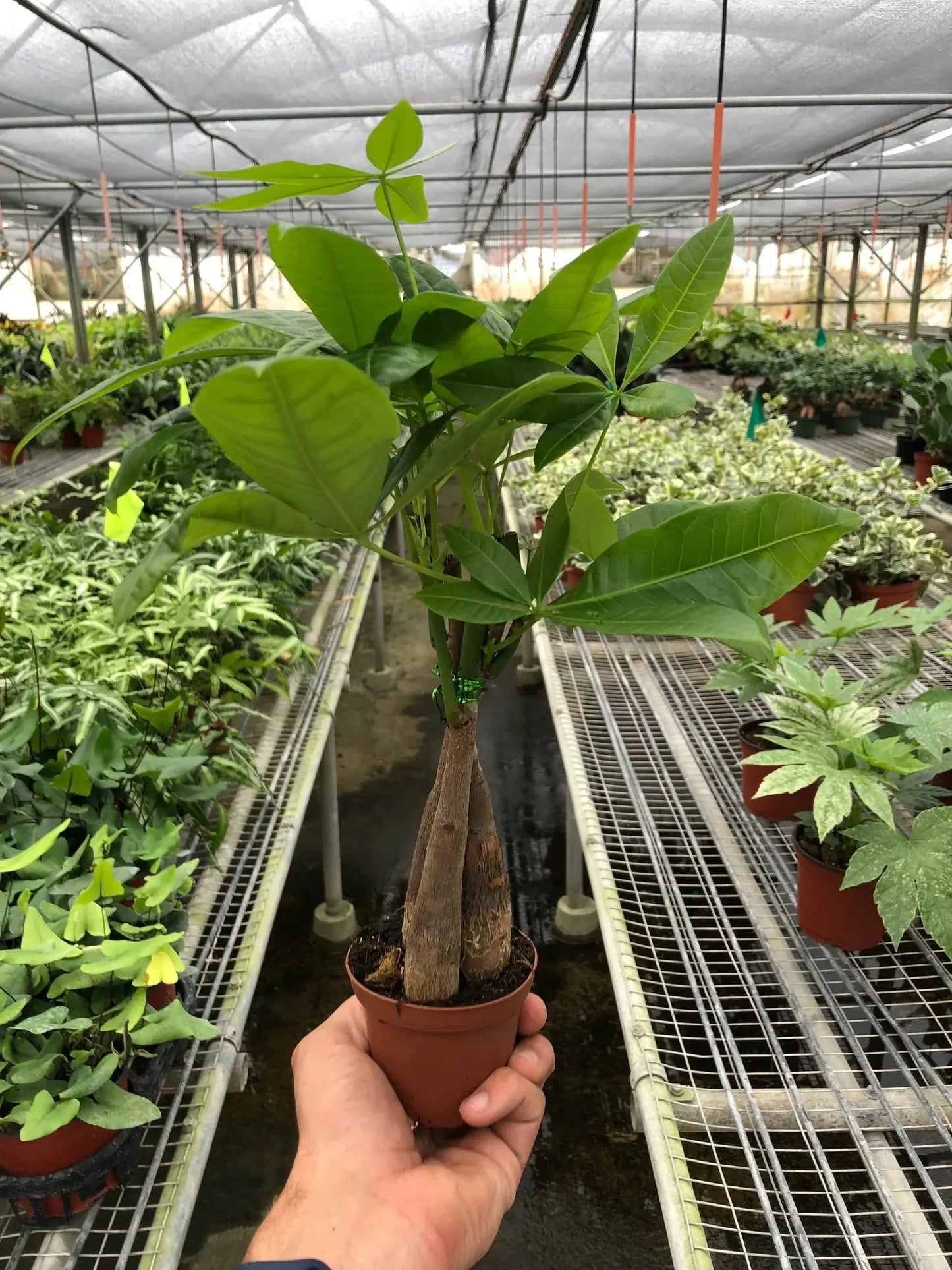 Money Tree 'Guiana Chestnut' Pachira Braid House Plant Dropship Botani Haven