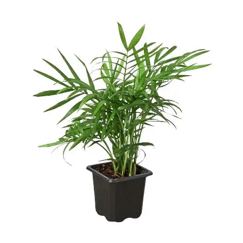 Parlor Palm House Plant Dropship Botani Haven