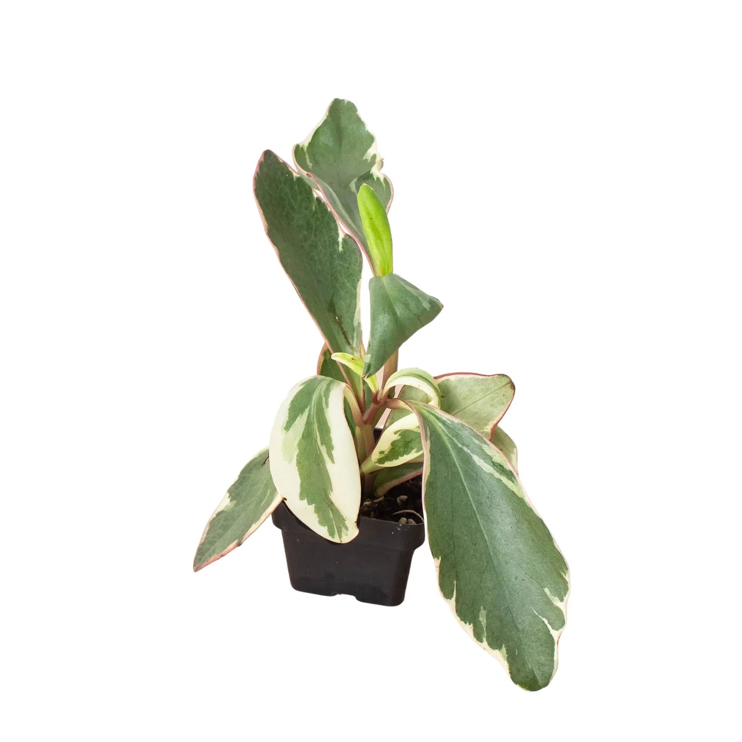Peperomia 'Ginny' House Plant Dropship Botani Haven