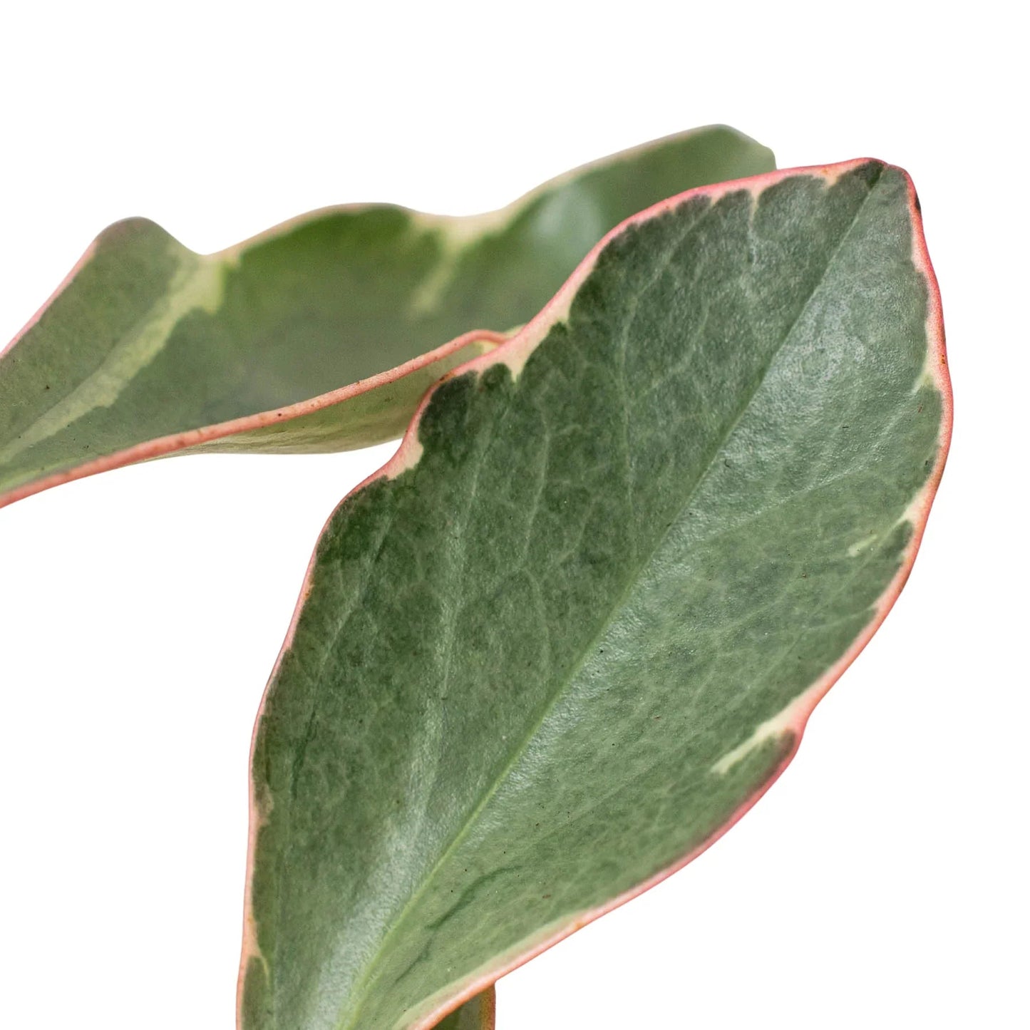 Peperomia 'Ginny' House Plant Dropship Botani Haven