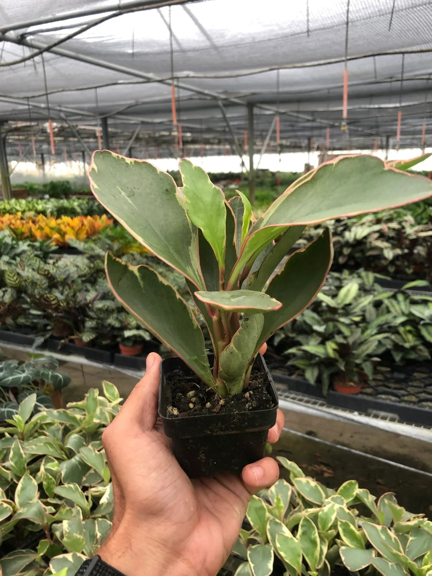 Peperomia 'Ginny' House Plant Dropship Botani Haven
